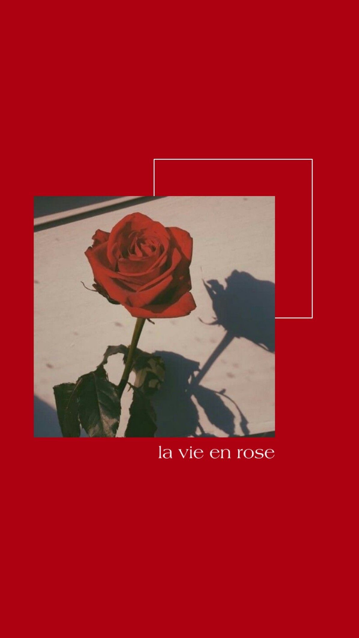 Red aesthetic wallpaper#aesthetic #red #wallpaper. Red roses wallpaper, Red aesthetic grunge, Aesthetic roses