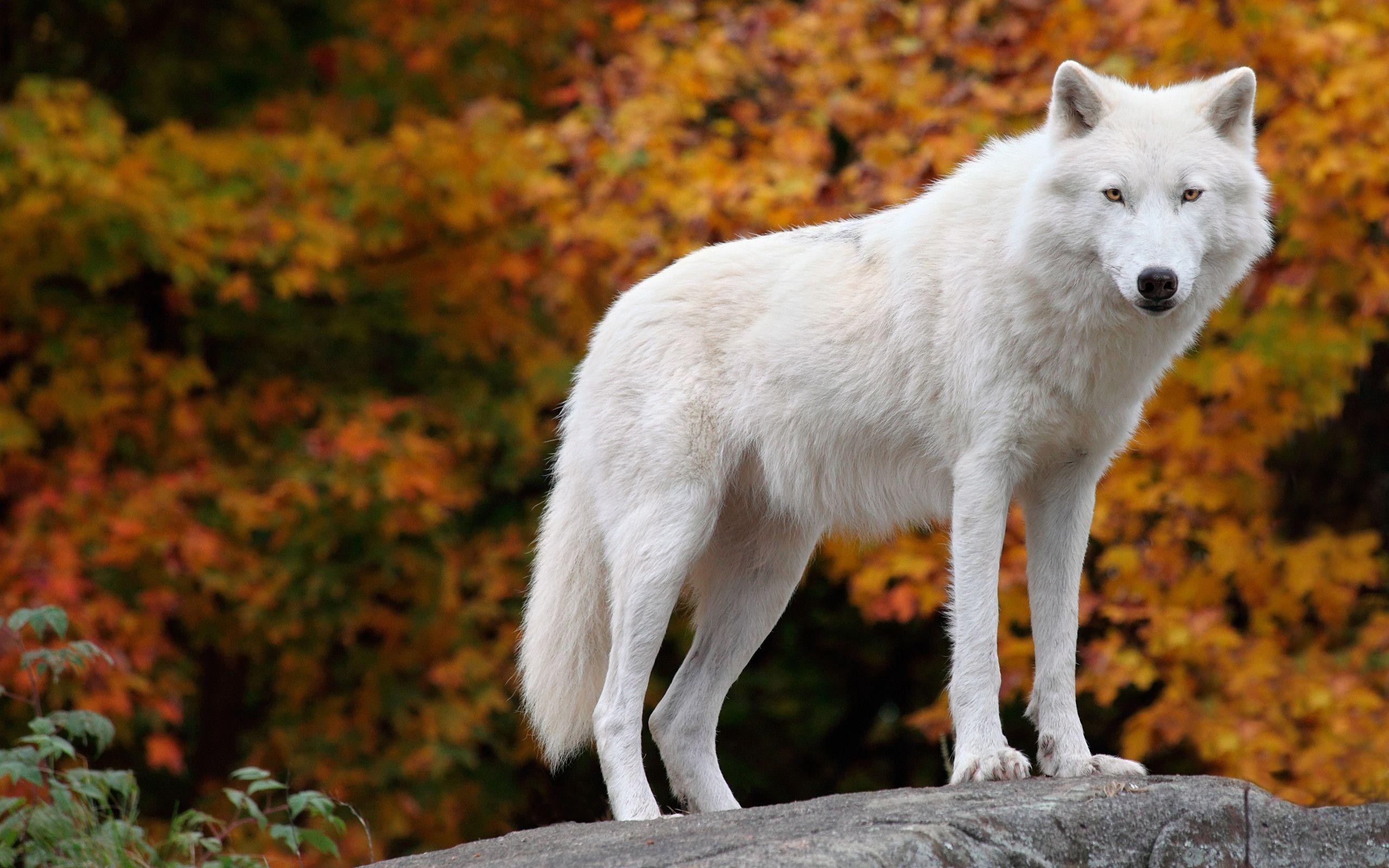 Arctic Wolf Wallpaper Free Arctic Wolf Background