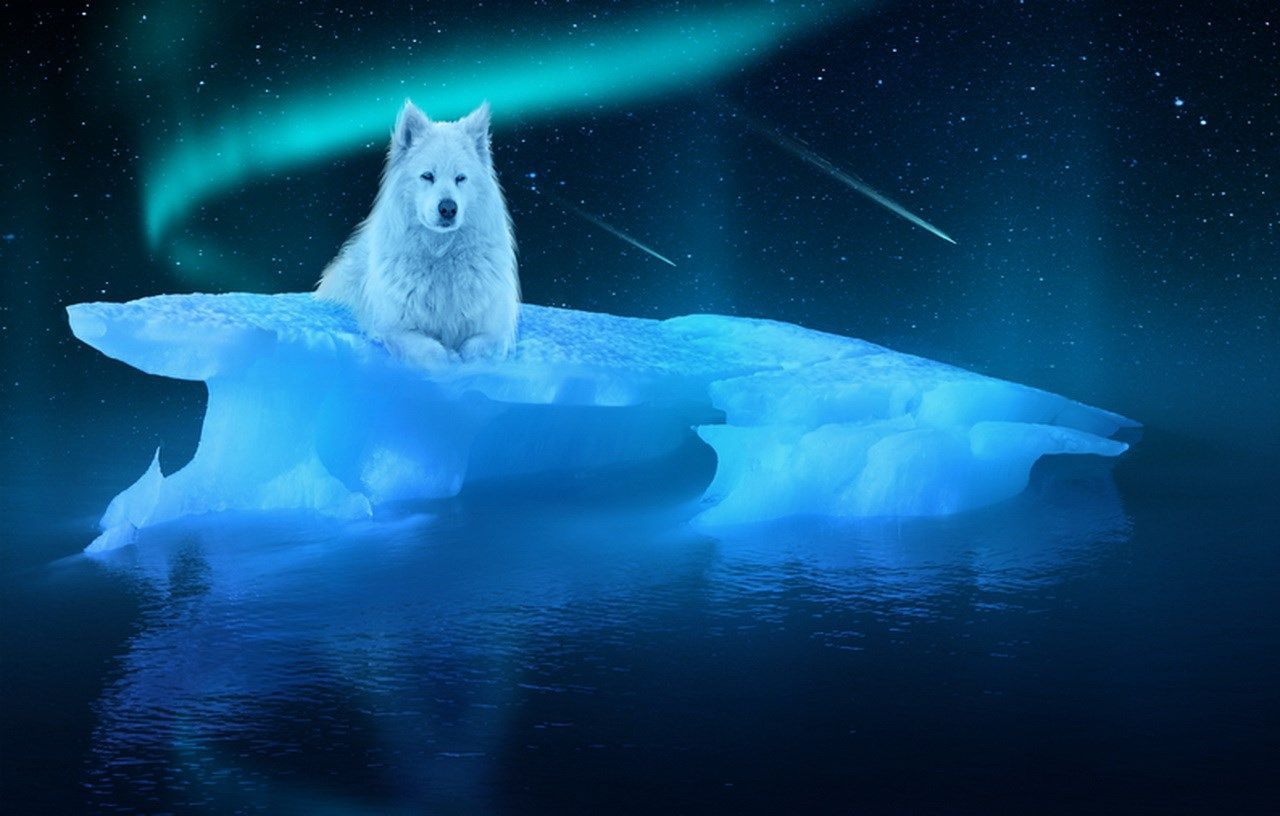 Arctic Wolf Wallpaper Arctic Wolf Background Wallpaper & Background Download