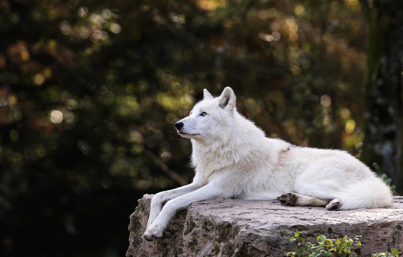 Wallpaper white, trees, branches, nature, the dark background, stone, wolf, lies, profile, zoo, bokeh, Arctic, polar, Arctic wolf image for desktop, section животные