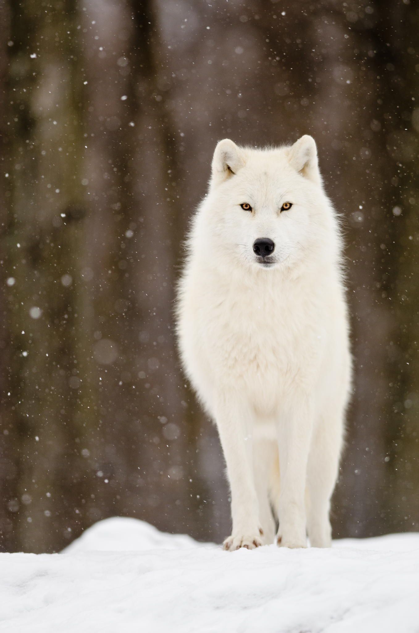 White Arctic Wolf Wallpaper