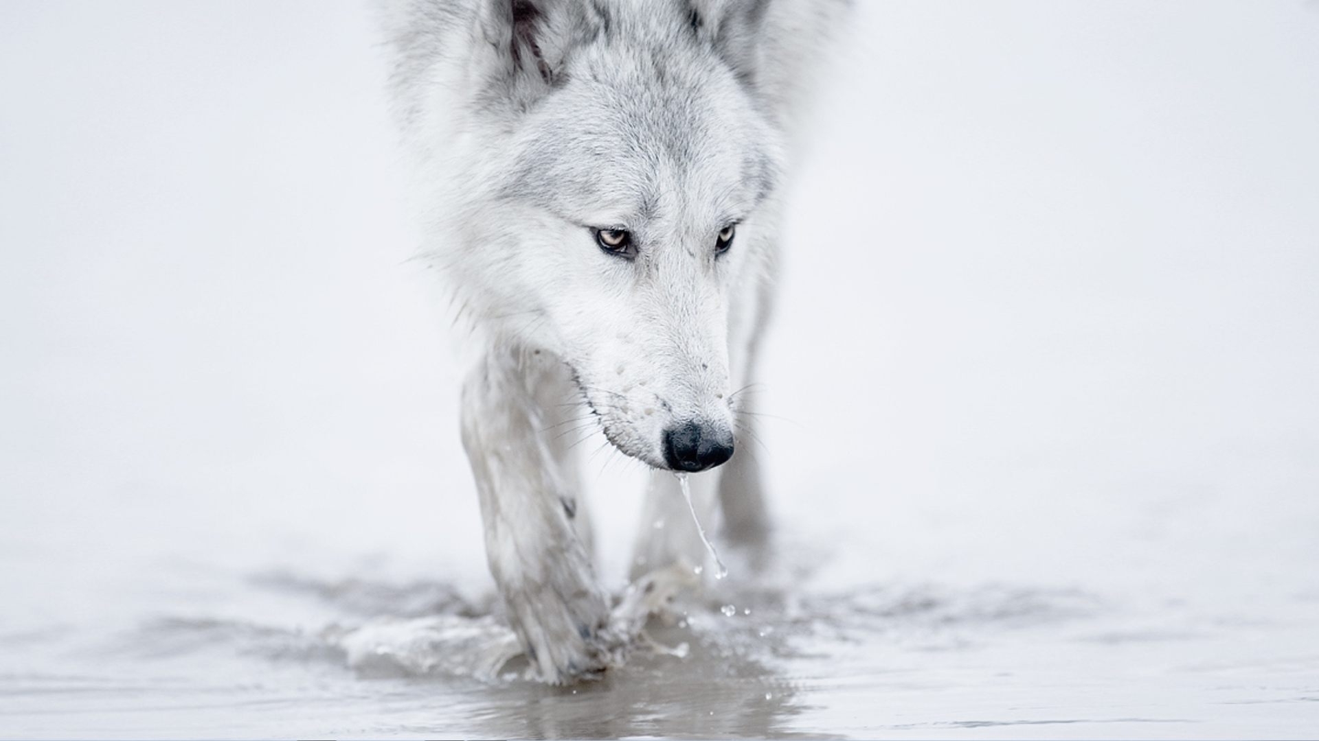 winter (season) snow white arctic wolves / Wallbase.cc