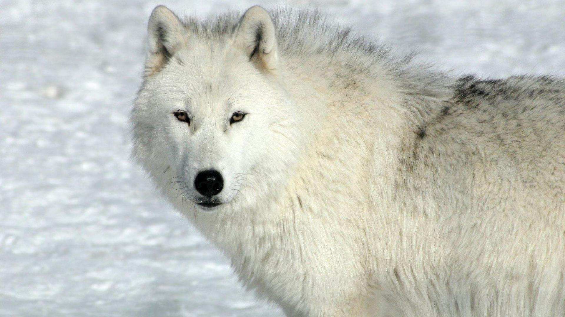 Белый Арктический волк
