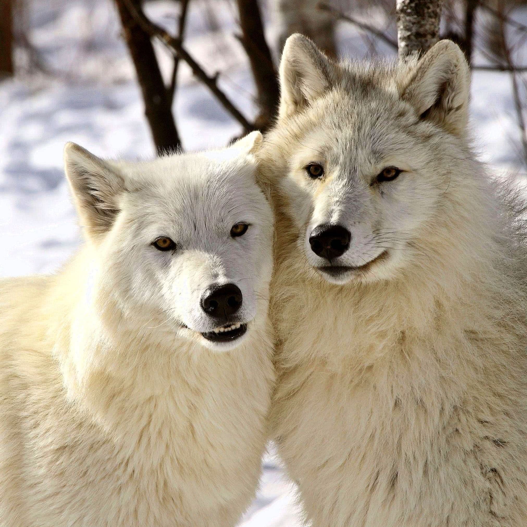 Wallpaper Arctic Wolf