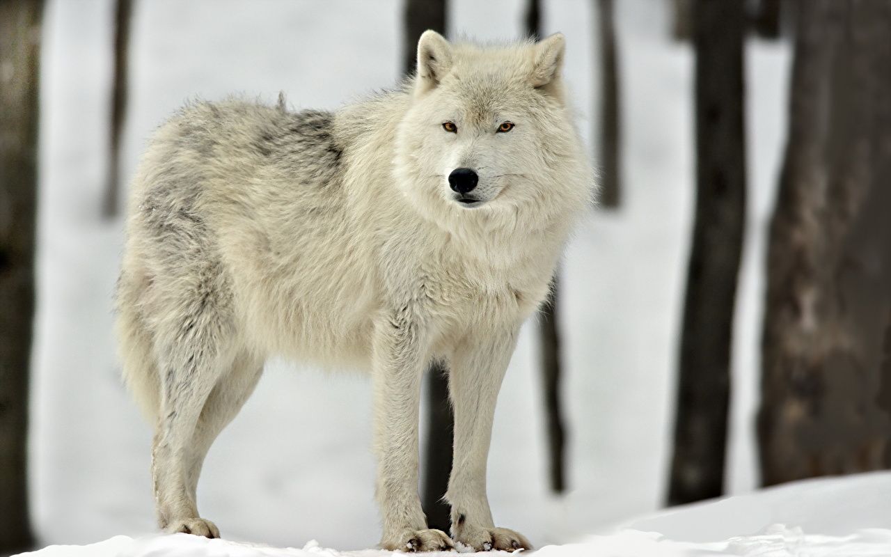 Picture wolf Arctic Wolf Snow Animals
