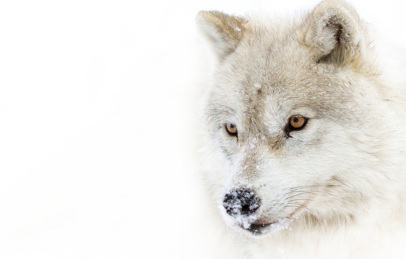 Wallpaper look, snow, predator, Arctic wolf, polar wolf image for desktop, section животные