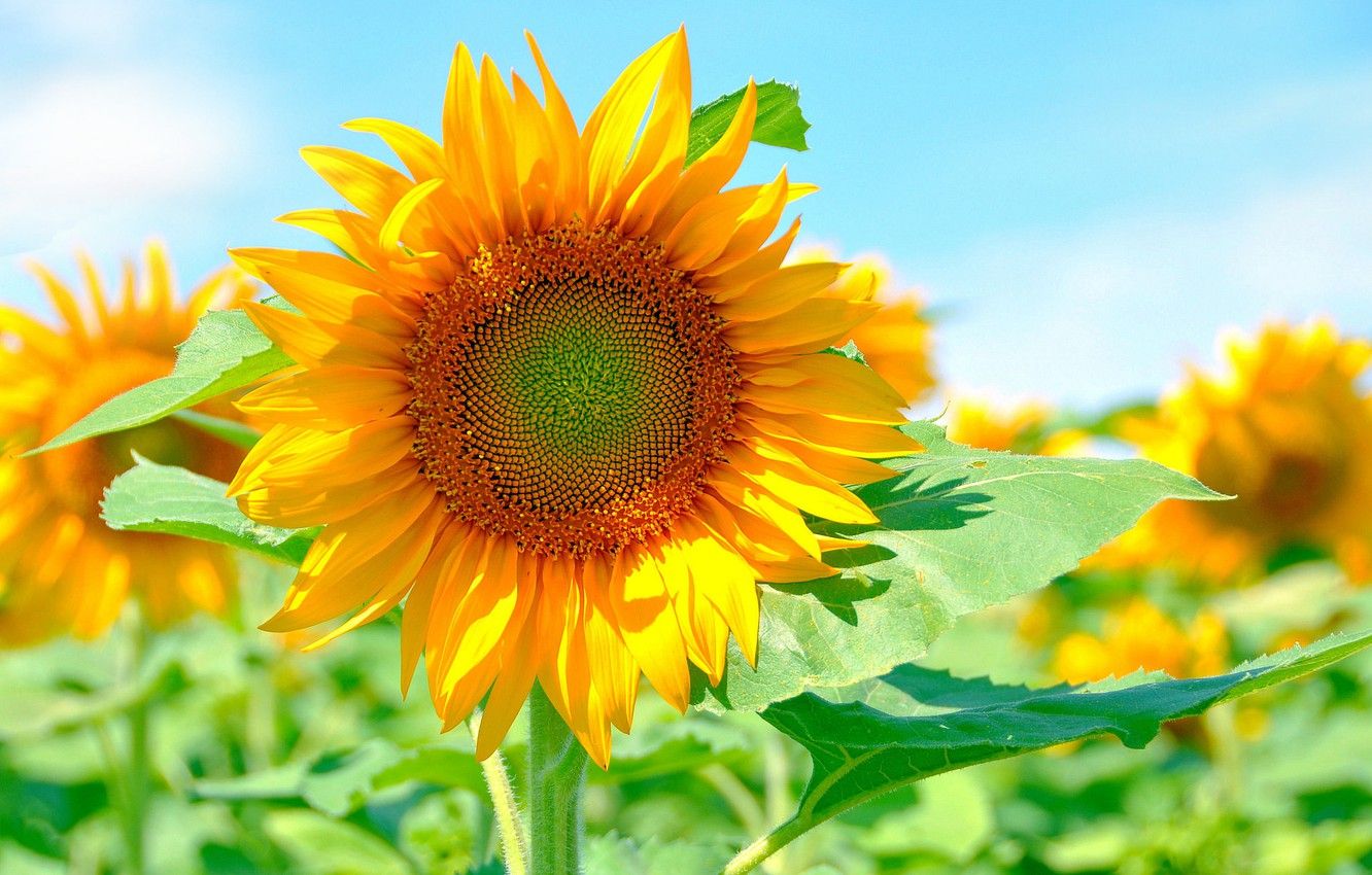 Wallpaper the sun, yellow, bright, sunflower, petals image for desktop, section цветы