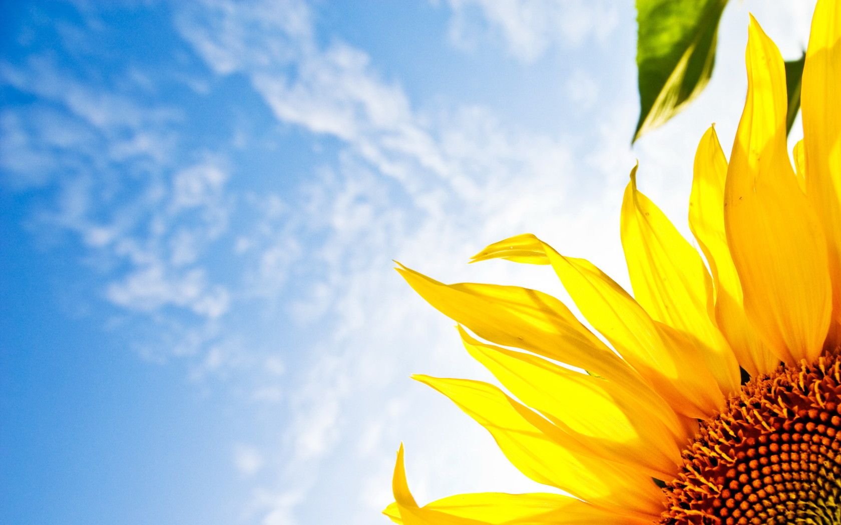 Free download Bright Sunflower Desktop wallpaper 1680x1050 [1680x1050] for your Desktop, Mobile & Tablet. Explore Bright Wallpaper. Bright Floral Wallpaper, Wallpaper UK, Wallpaper Direct