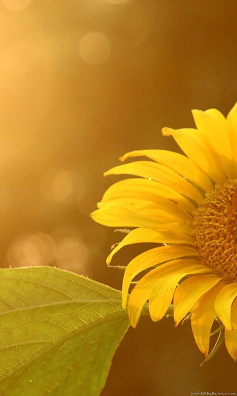 Bright Sunflower HD Desktop Wallpaper, Beauriful Flowers Desktop Background