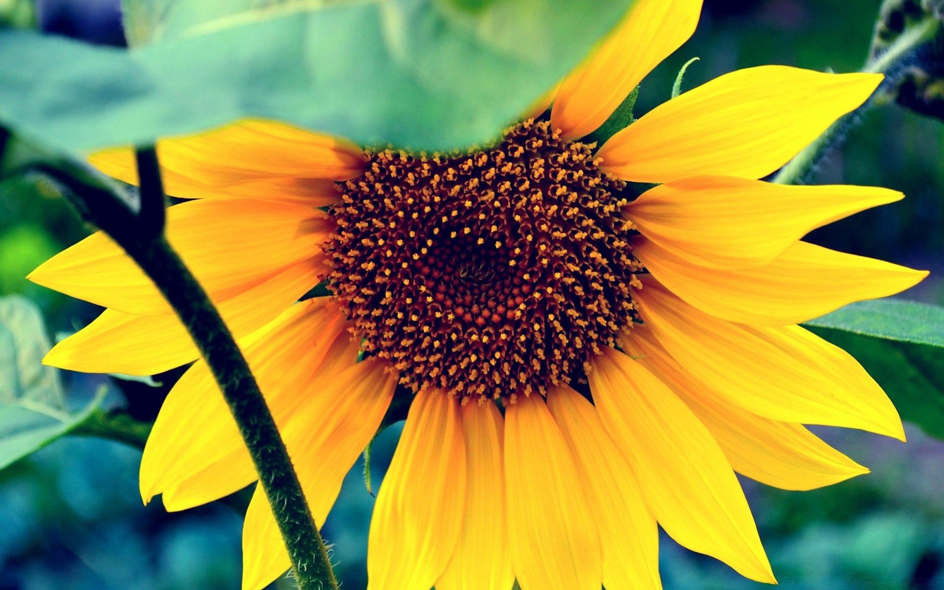 Flowers Nature Flora Flower Summer Leaf Sunflower Bright Wallpaper For Macbook Air