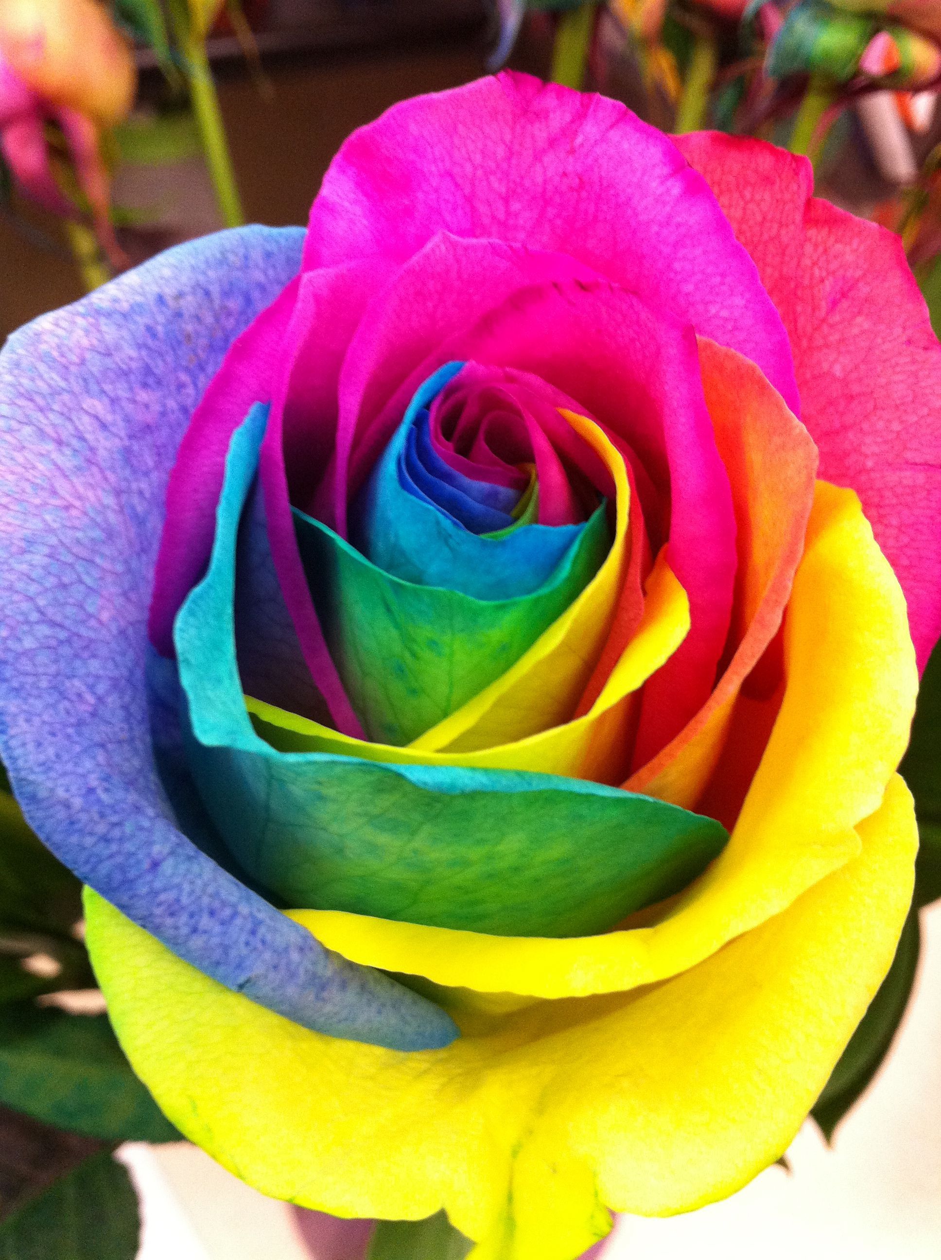 Tie Dye Roses Flowers