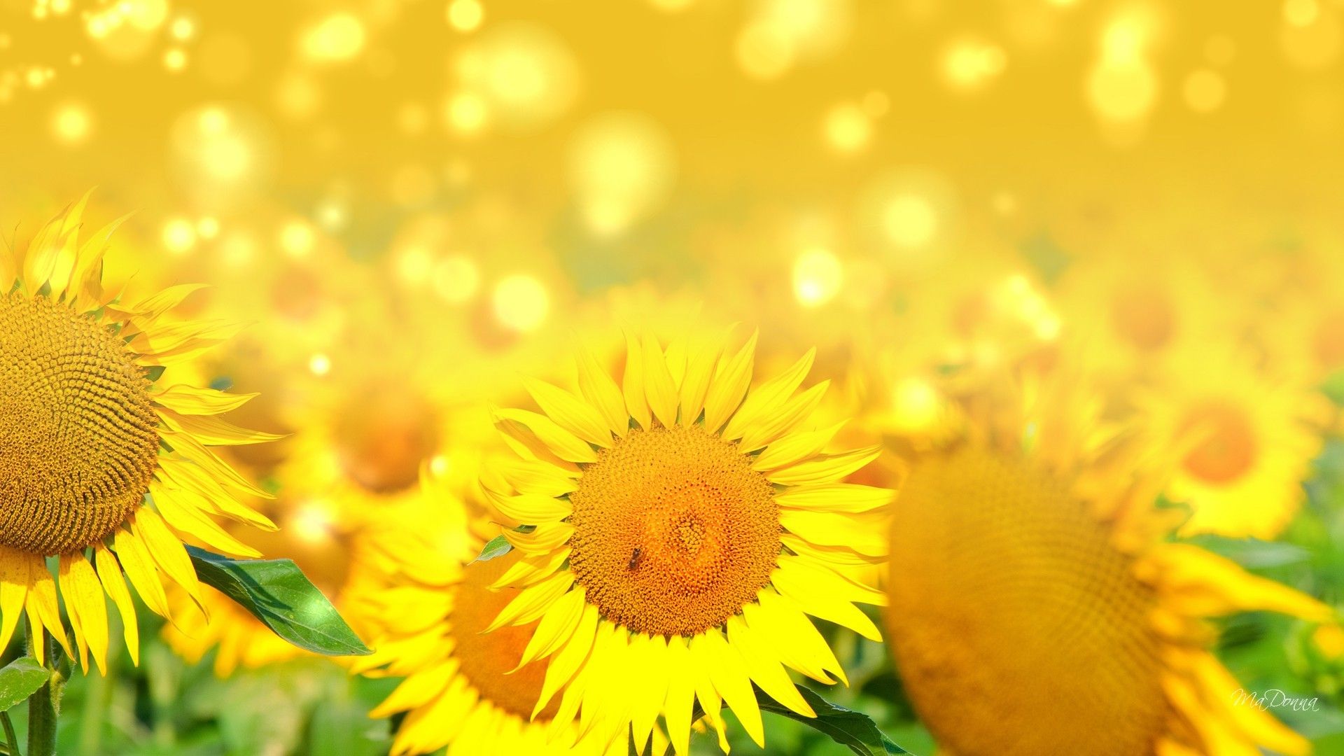 Bright Sunflower Wallpapers - Wallpaper Cave