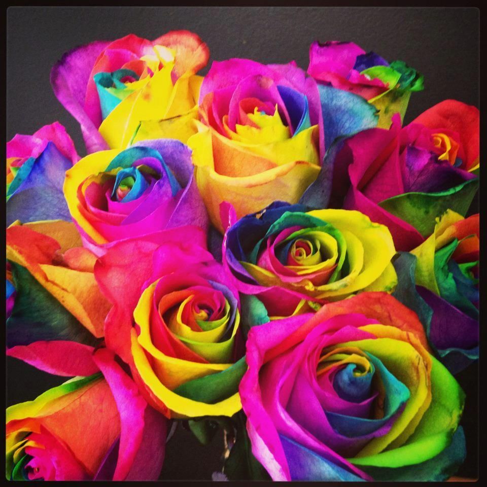 Colour. Rainbow roses, Beautiful flowers wallpaper, Rainbow flowers