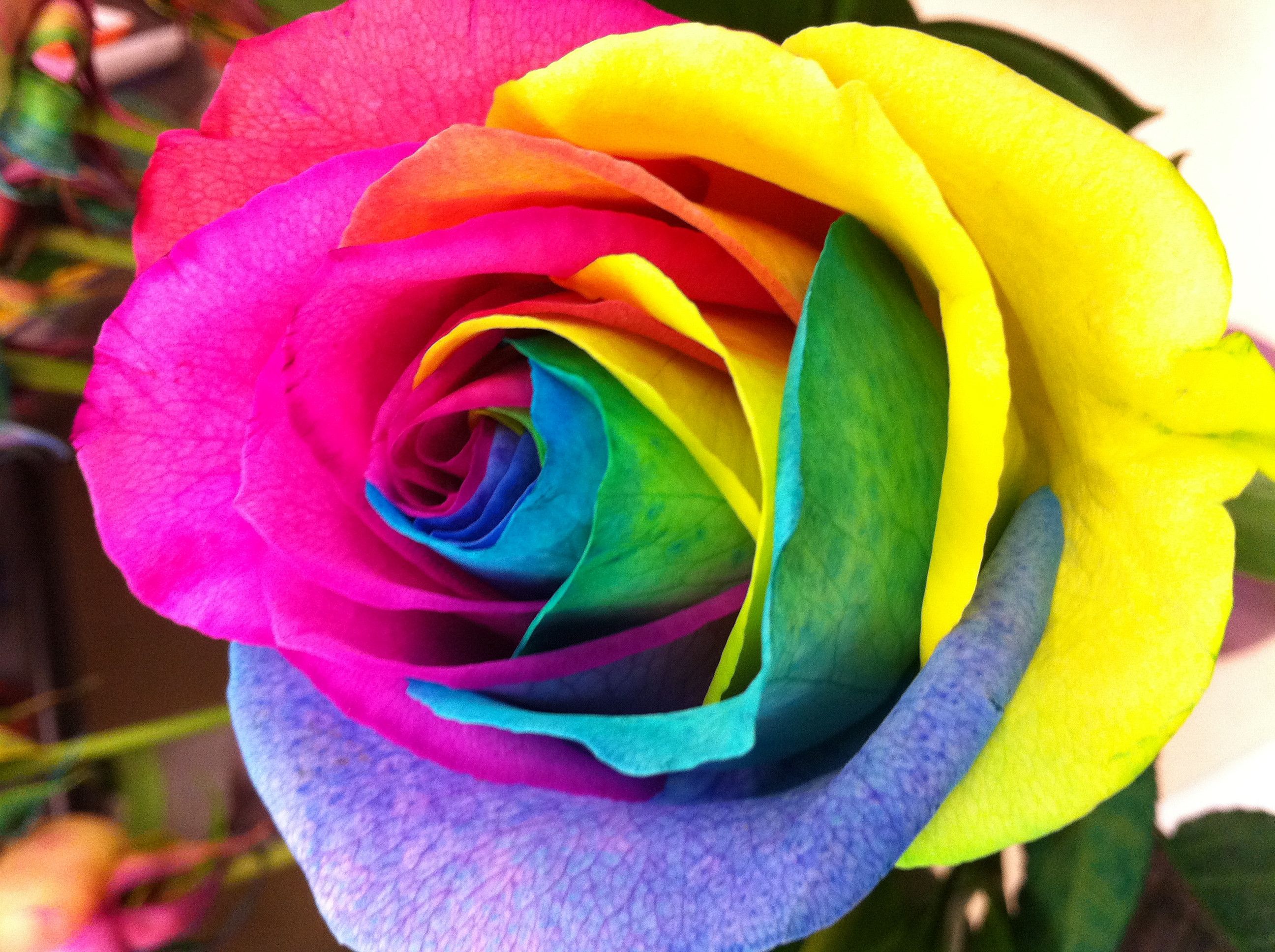 Rainbow Roses Wallpaper
