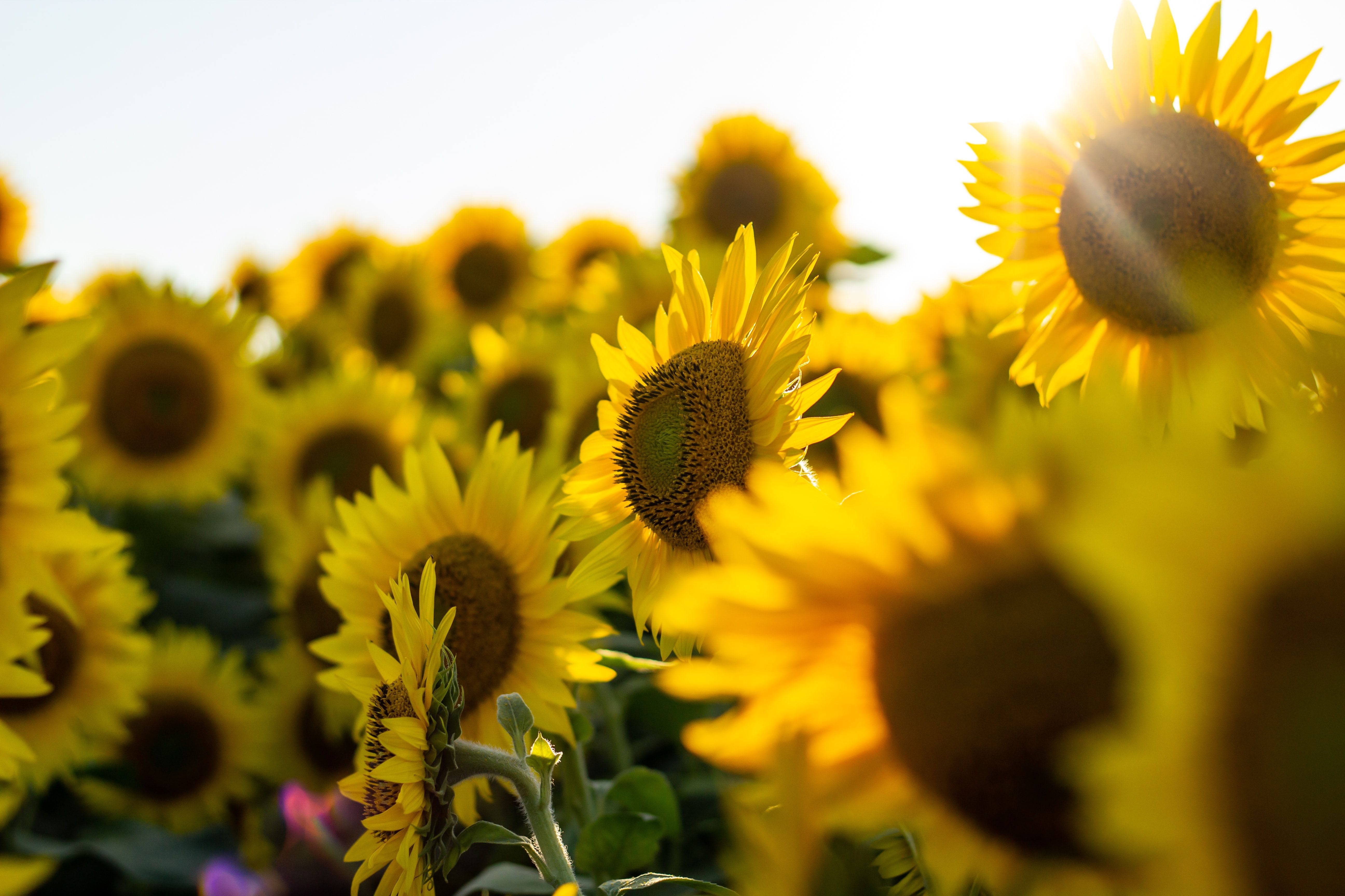 Sunflowers 4K wallpaper for your desktop or mobile screen free and easy to download