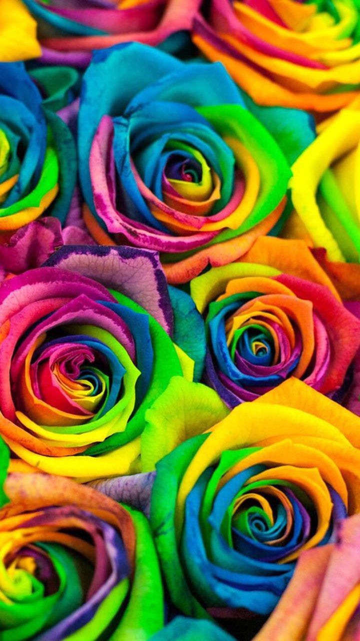 Uploaded by Mema. Find image and videos about flowers, colors and rose ap. Flowers photography wallpaper, Rainbow flowers, Rainbow wallpaper