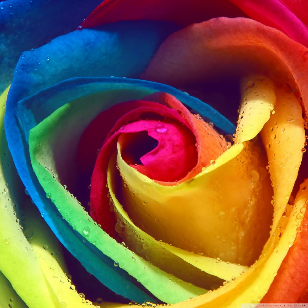 Background Rainbow Rose Wallpaper