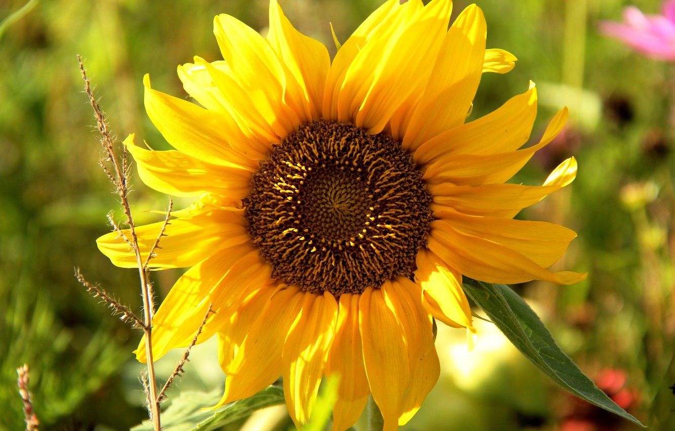 Wallpaper Greens, Flower, Summer, Close Up, Yellow, Sunflower, Bright, Sunflower Image For Desktop, Section цветы
