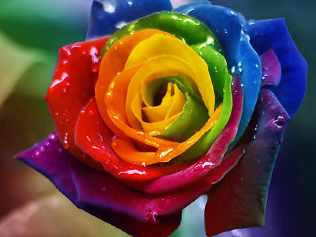 Rainbow Wallpaper Rose