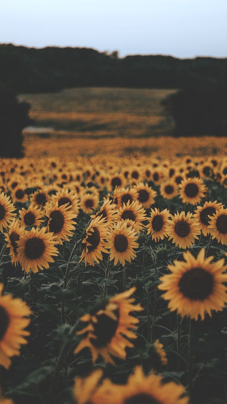 Sunflower iPhone Wallpaper Re The Sunflower