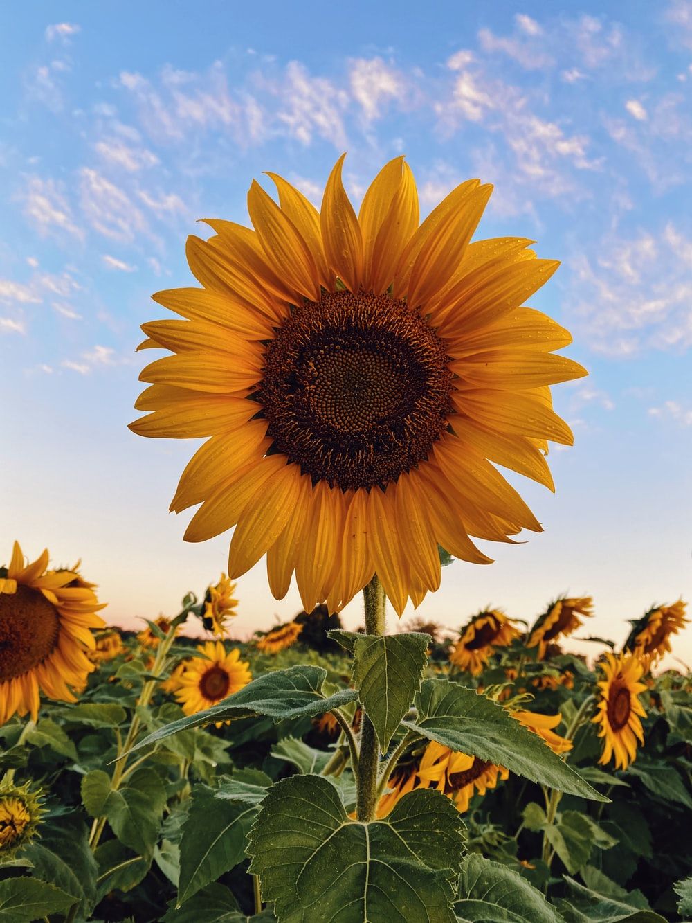 Sunflower Wallpaper: Free HD Download [HQ]