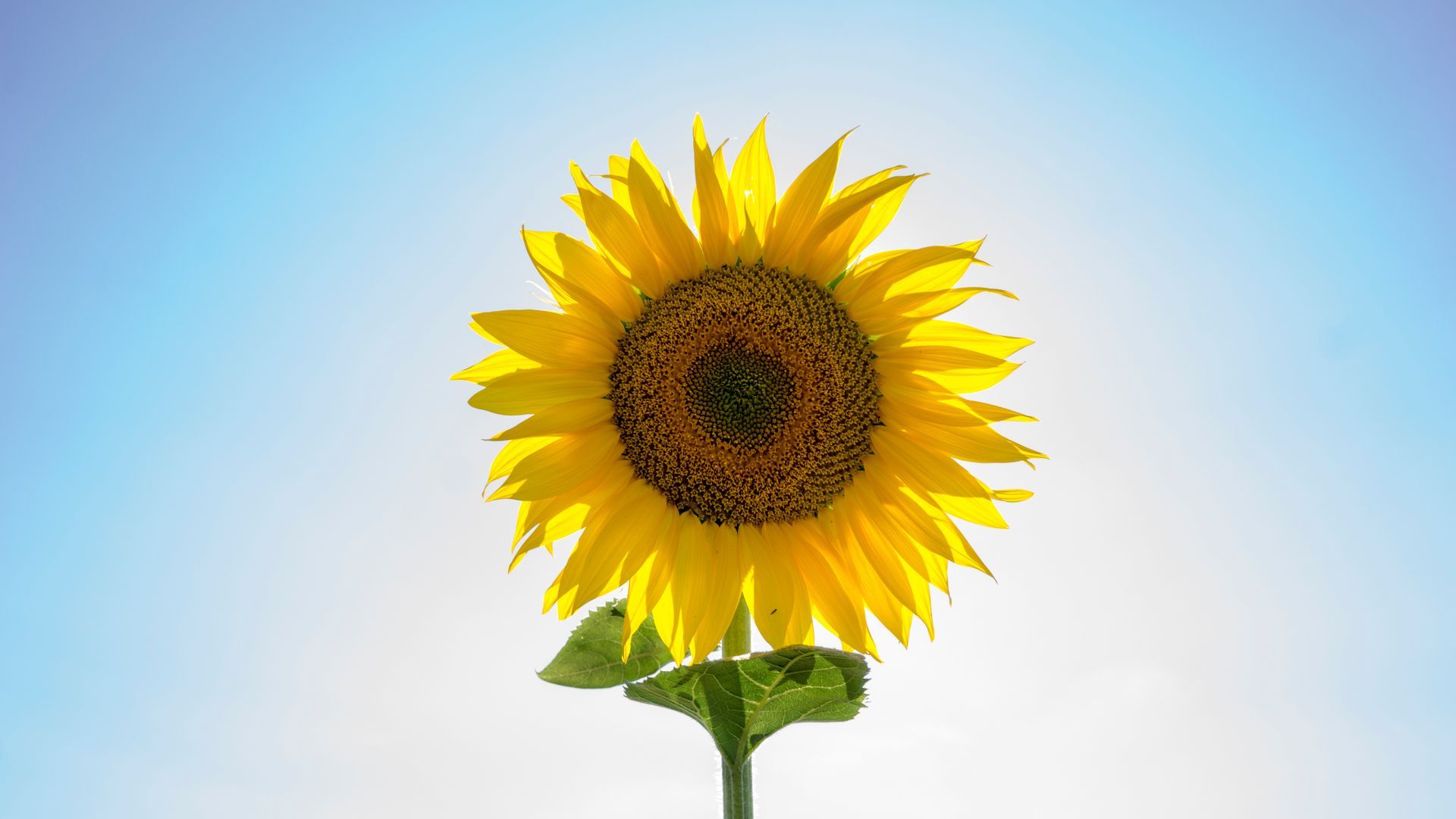 Bright Sunflower Wallpapers - Wallpaper Cave