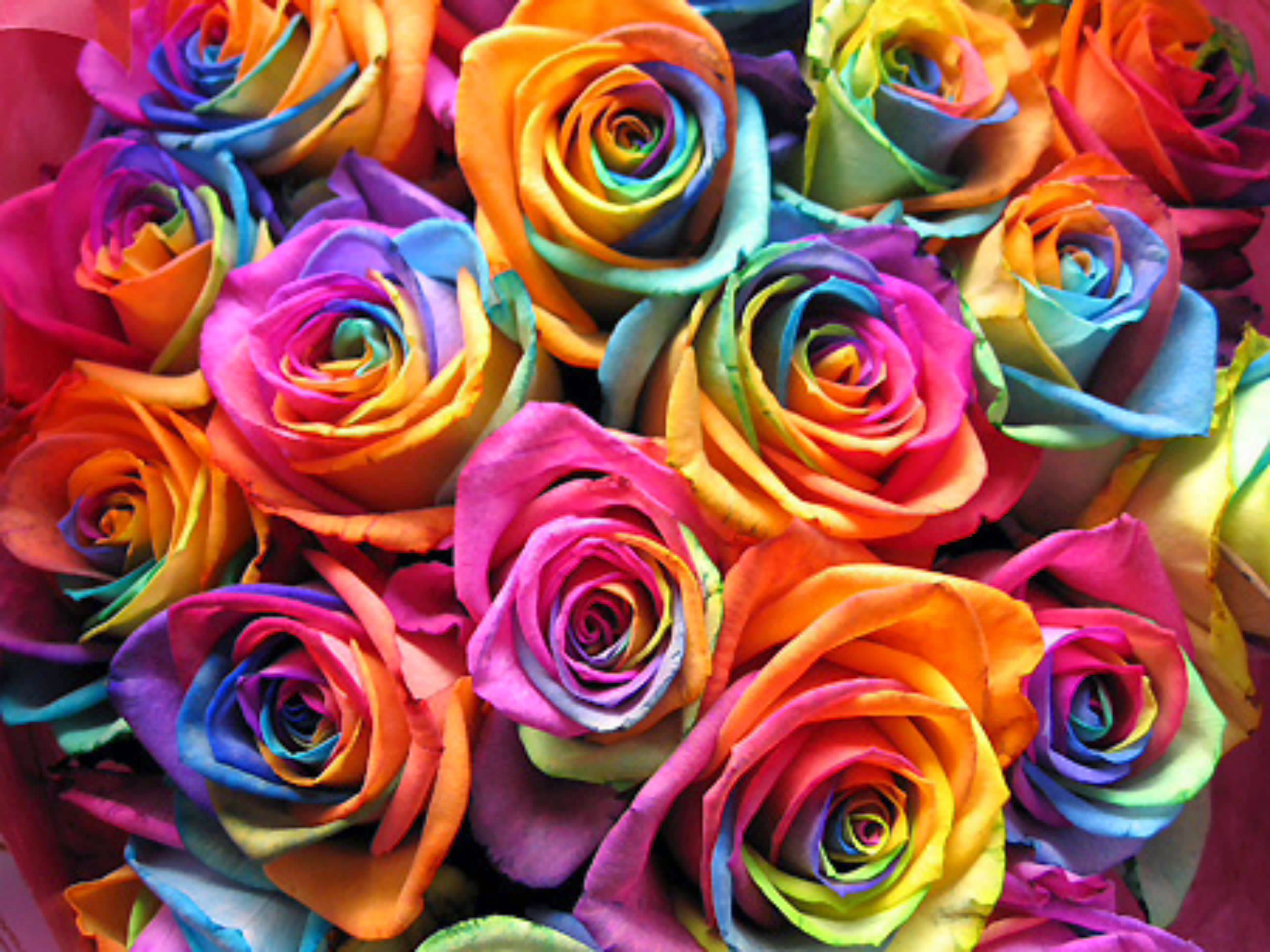 Flowers. Mixed Colours. Rainbow roses, Rainbow flowers, Flowers