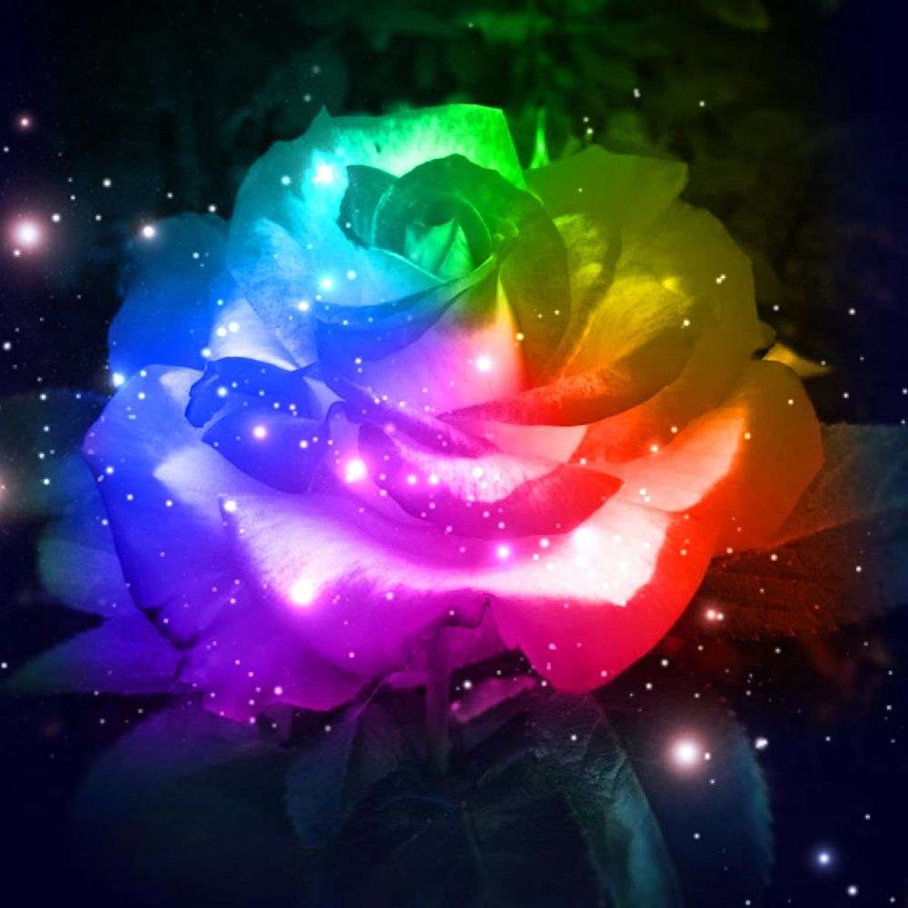 Rainbow Galaxy Rose Wallpaper