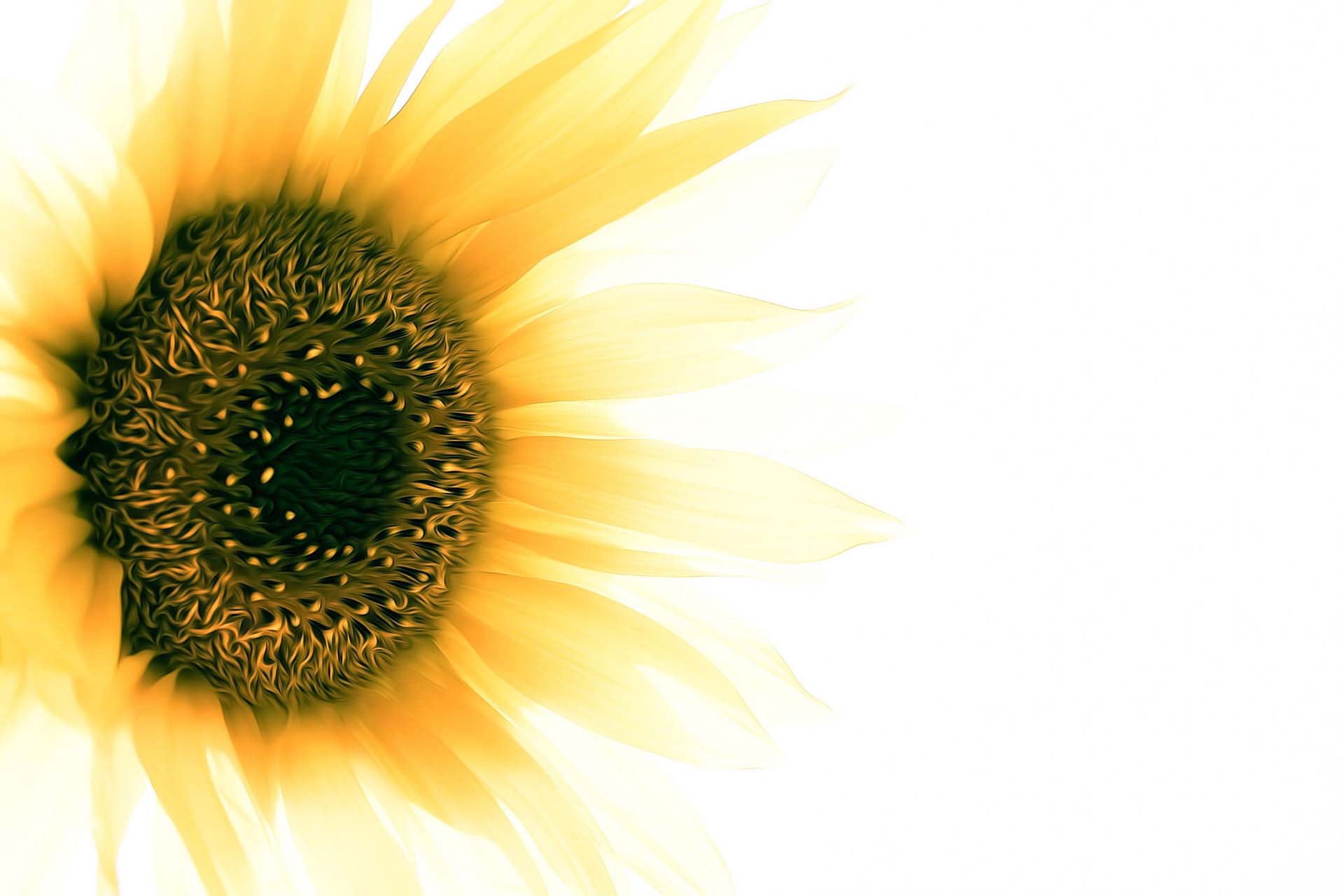 Sunflower Background Picture