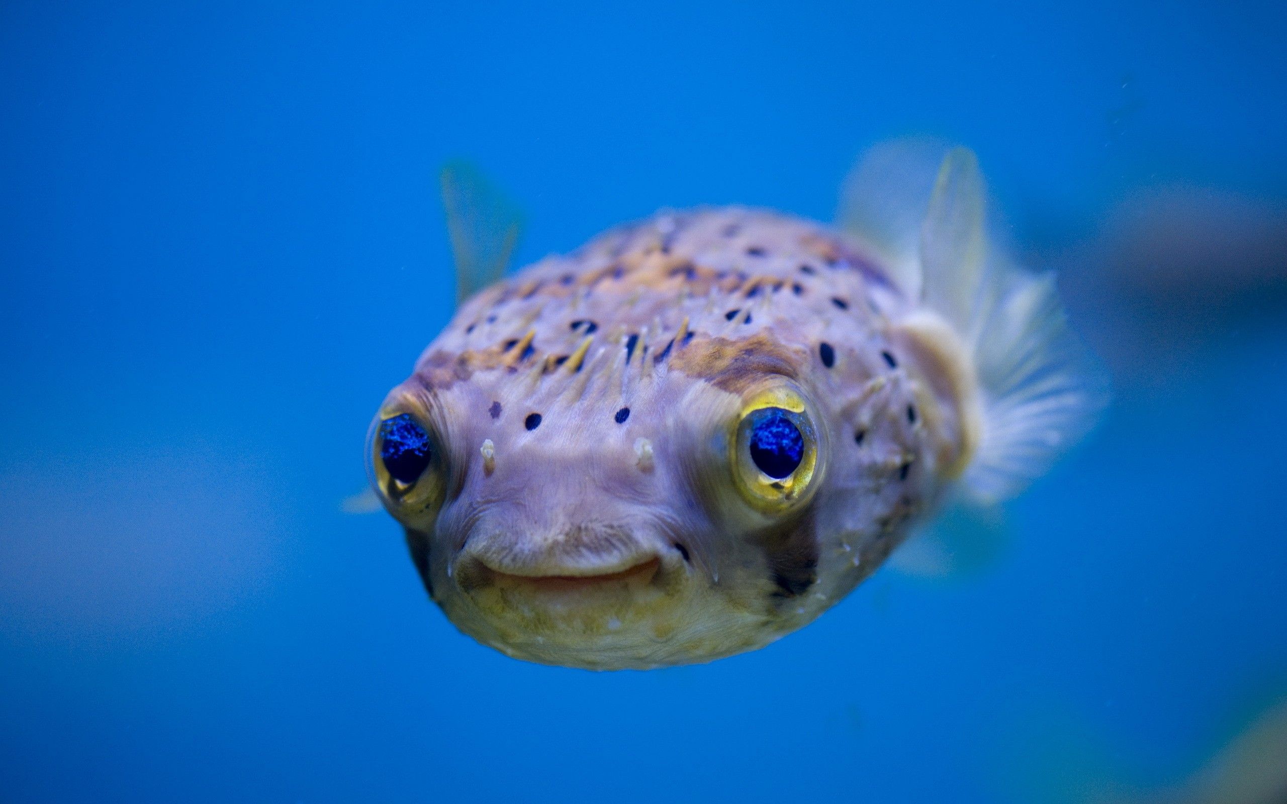 Funny Fish in Blue Water HD Wallpaper HD Wallpaper