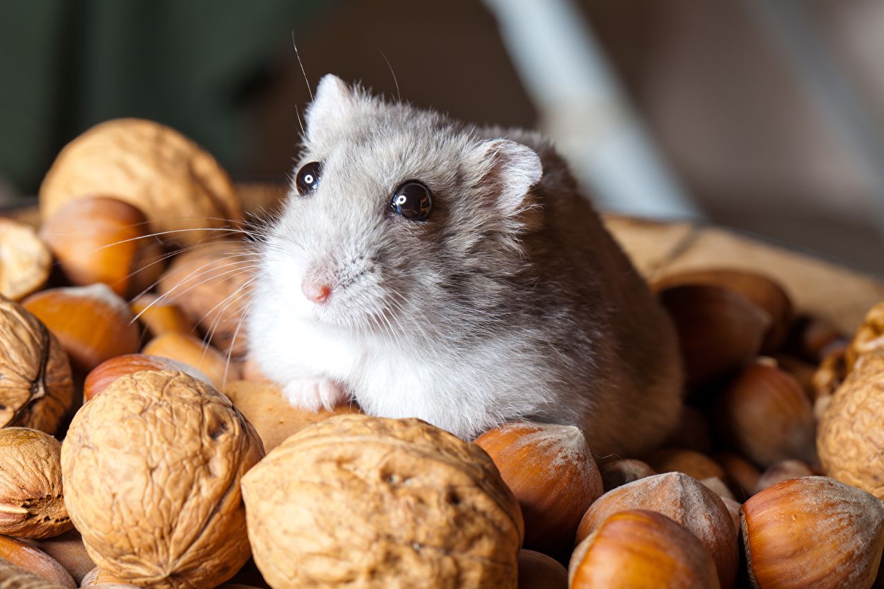 Photos Glance Rodents Hamsters Nuts cobnut Walnut