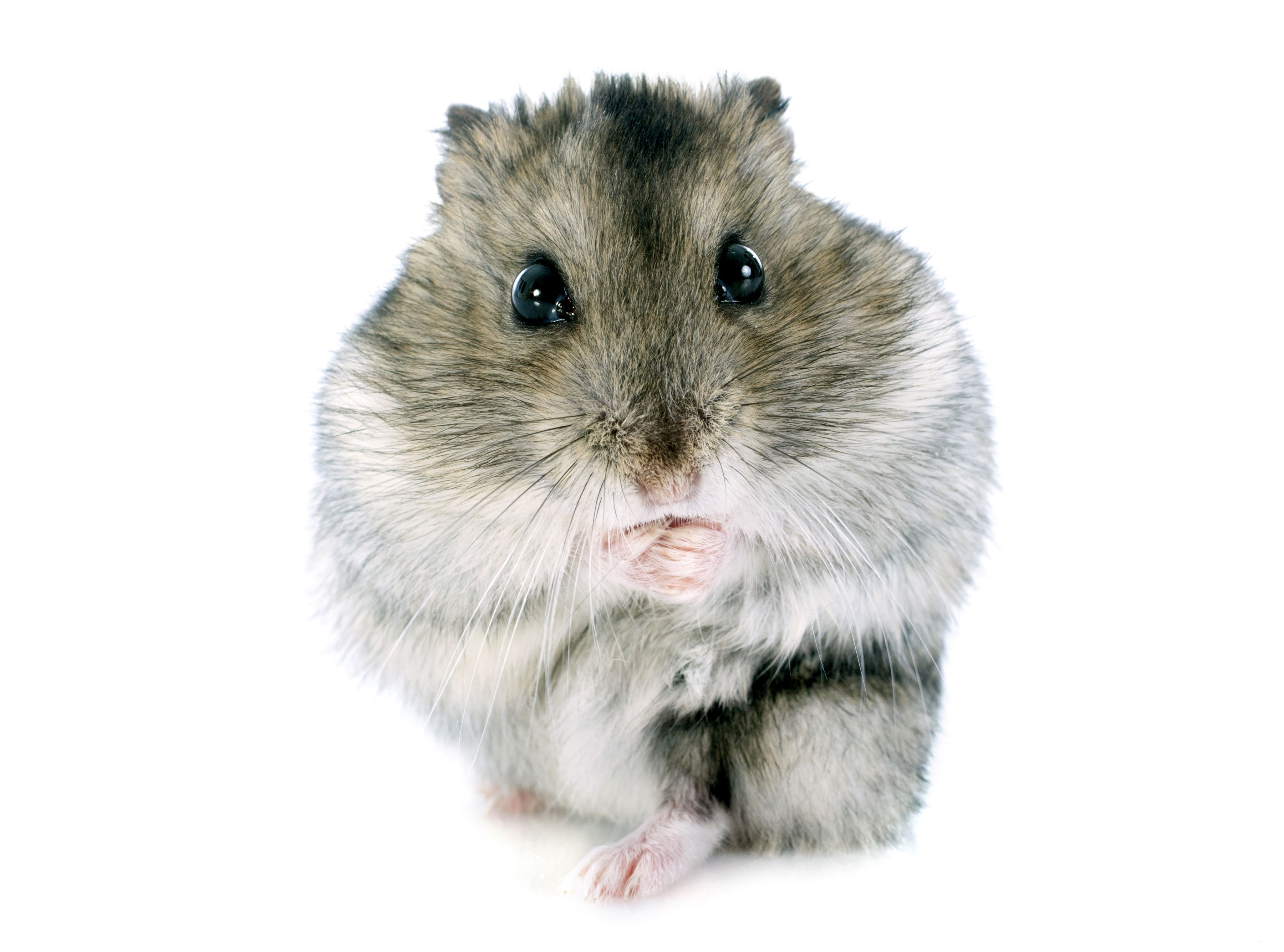 Photo Rodents Hamsters Closeup Staring Animals White 3600x2670
