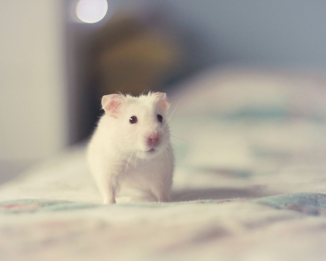 Desktop Wallpaper Cute Hamster Rodent Animal, HD Image, Picture, Background, X 1pta
