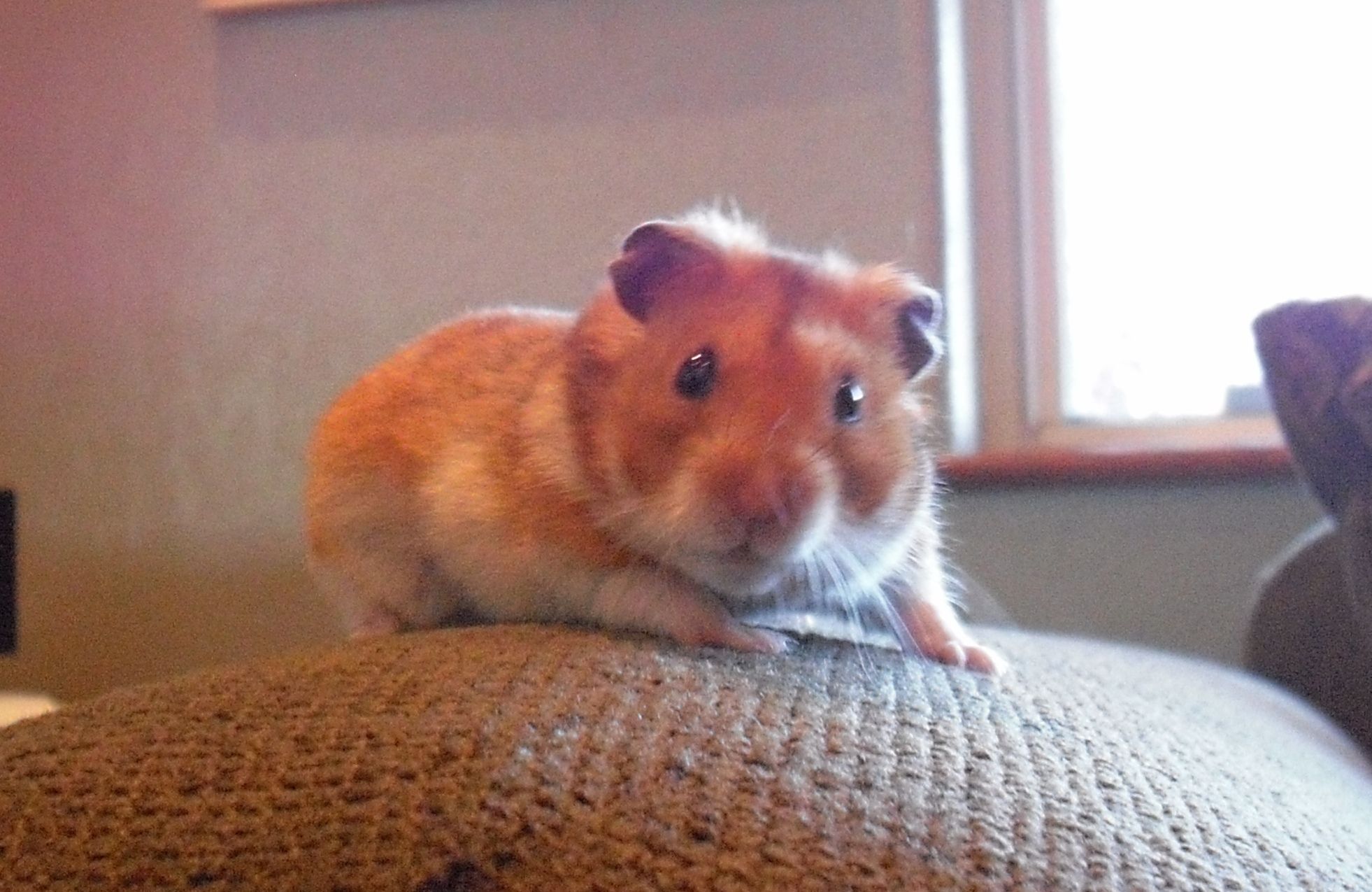 Hamster Looking At