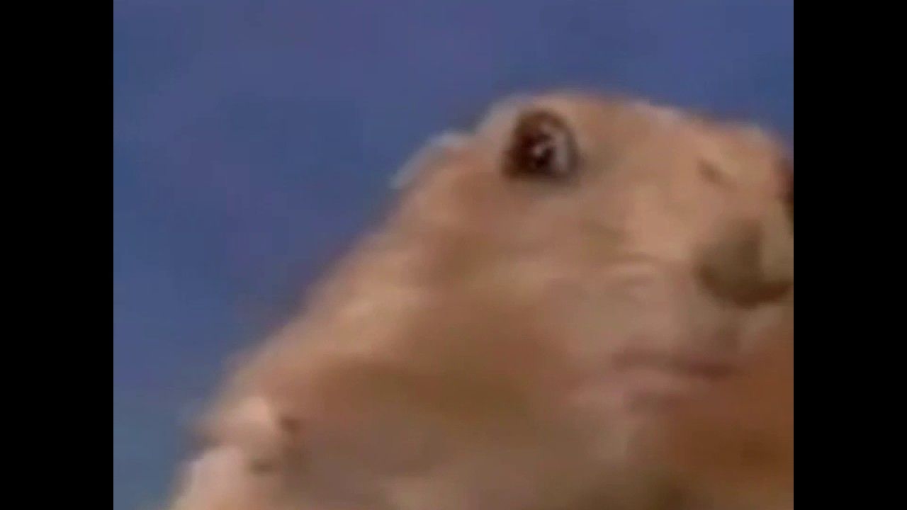Hamster death stare