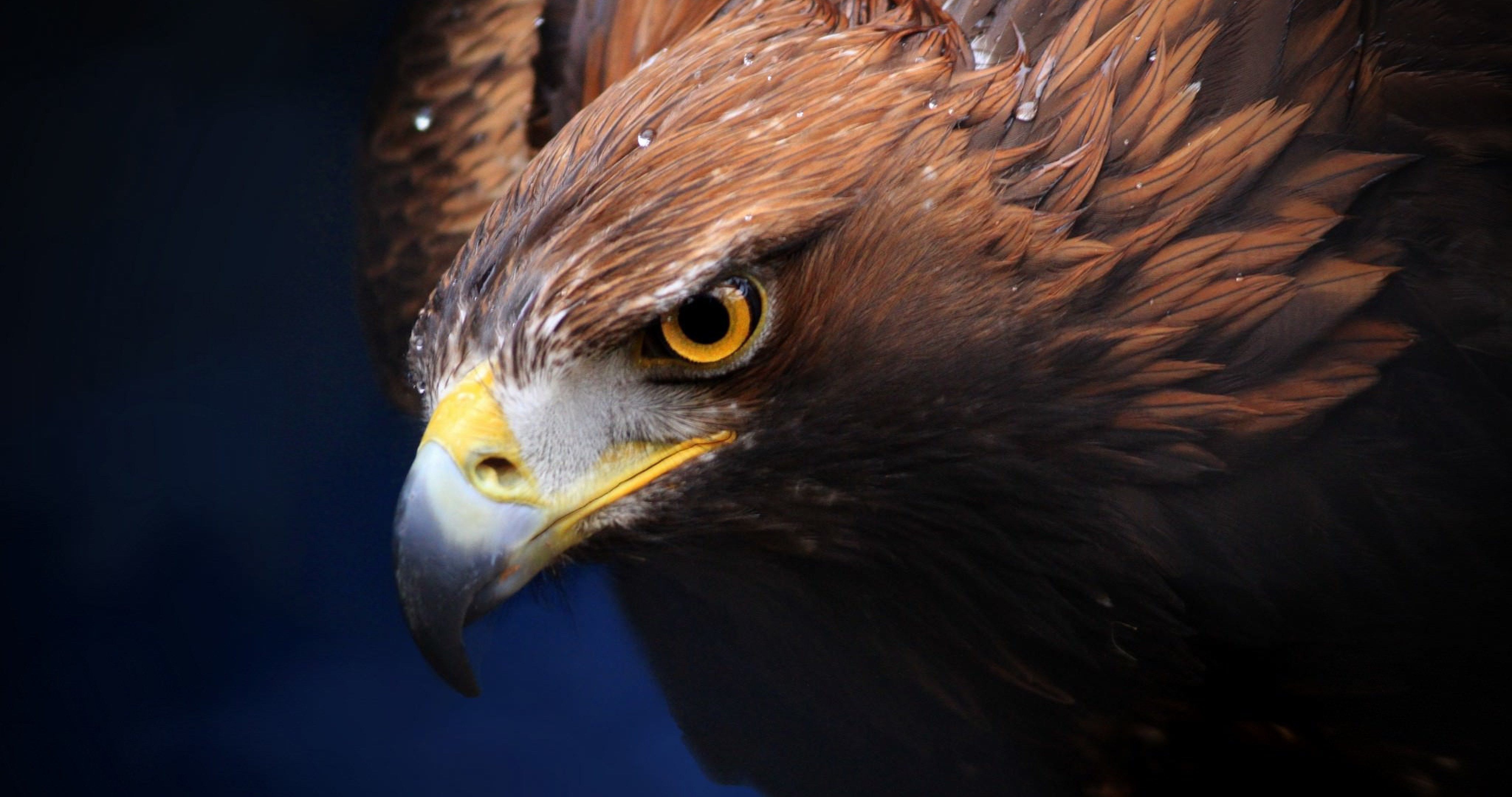 Eagle 4k PC Wallpapers Wallpaper Cave Eagle 4k PC Wallpapers Wallpaper Cave