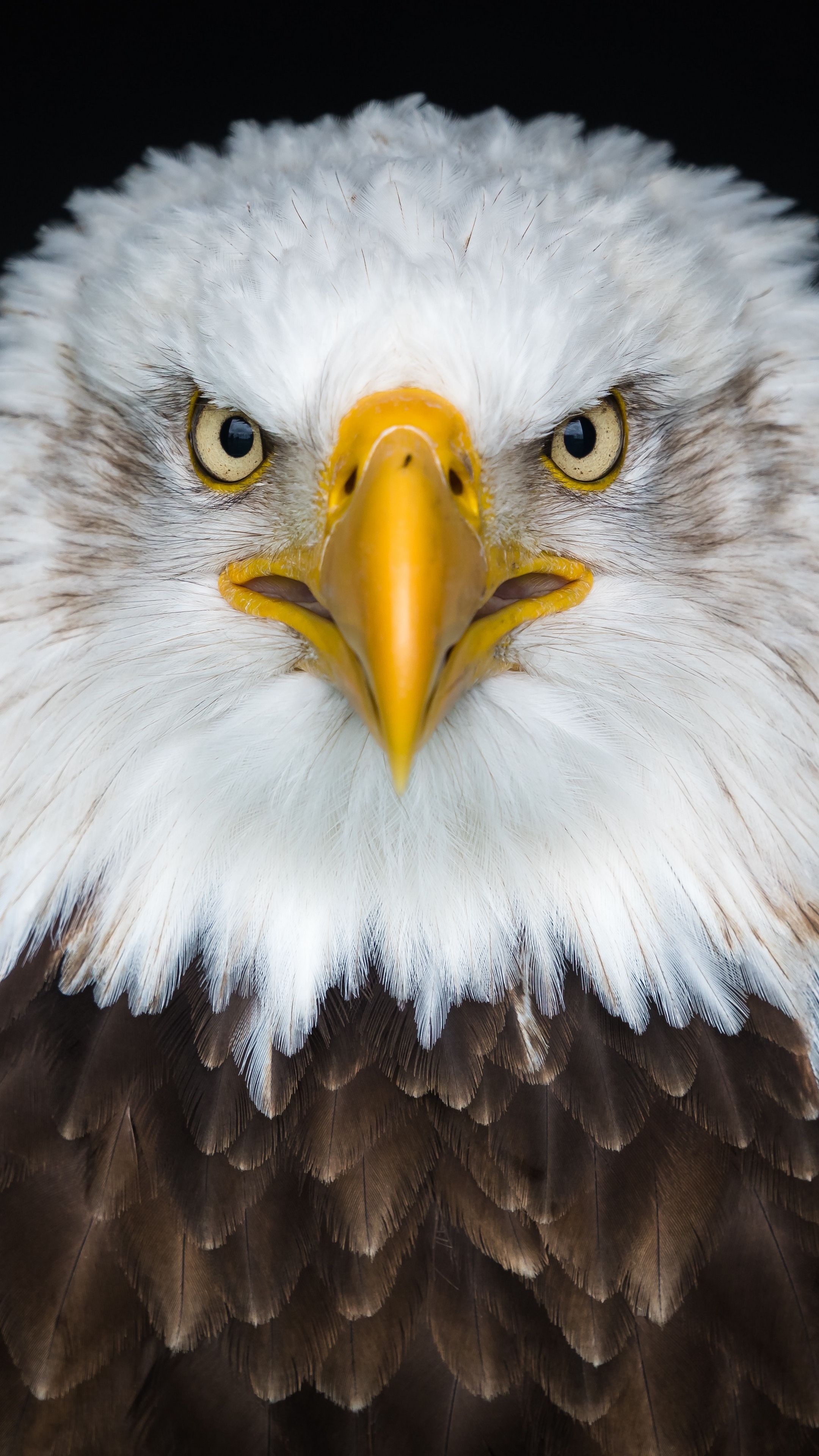 animals #baldeagle #eagle #bird #wallpaper HD 4k 4k Wallpaper & Background Download