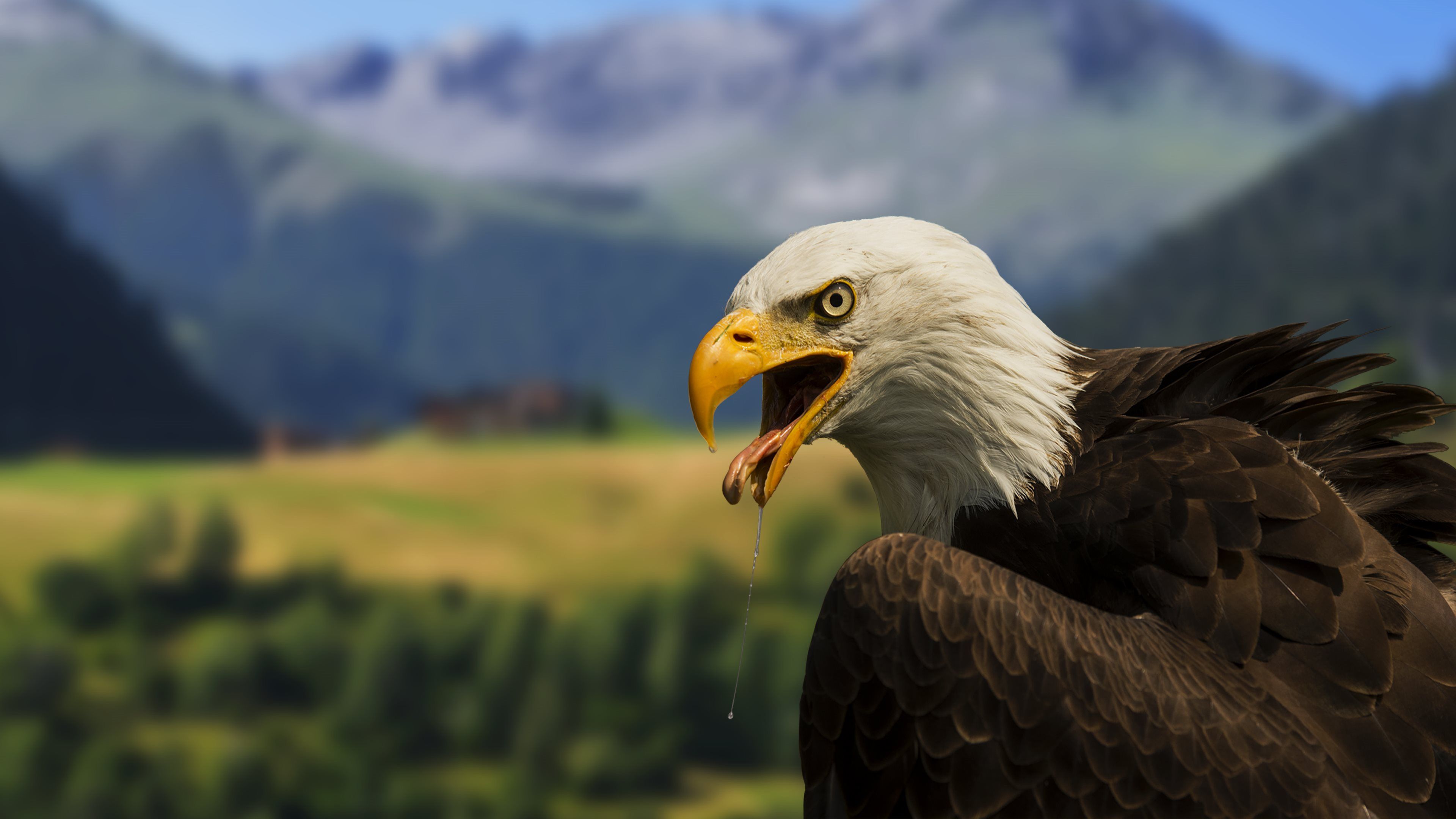 Free download Bald Eagle 4K Wallpaper Full 1080p Ultra HD Wallpaper [3840x2160] for your Desktop, Mobile & Tablet. Explore Eagles Wallpaper Free Download. Eagle Desktop Wallpaper Amazing Collection, Free