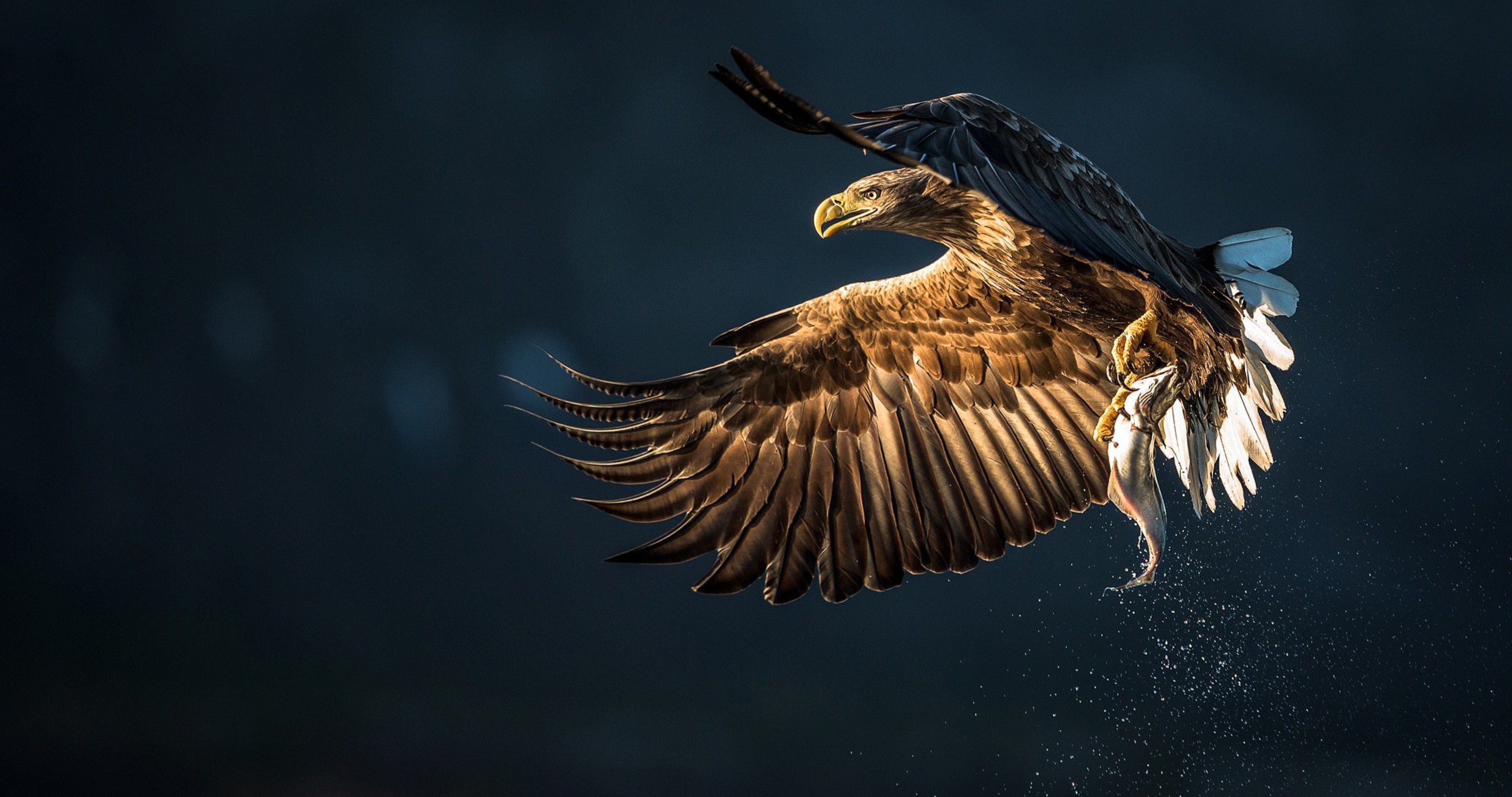 eagle bird catch fish 4k ultra HD wallpaper. Birds wallpaper hd, Pet birds, Eagle picture