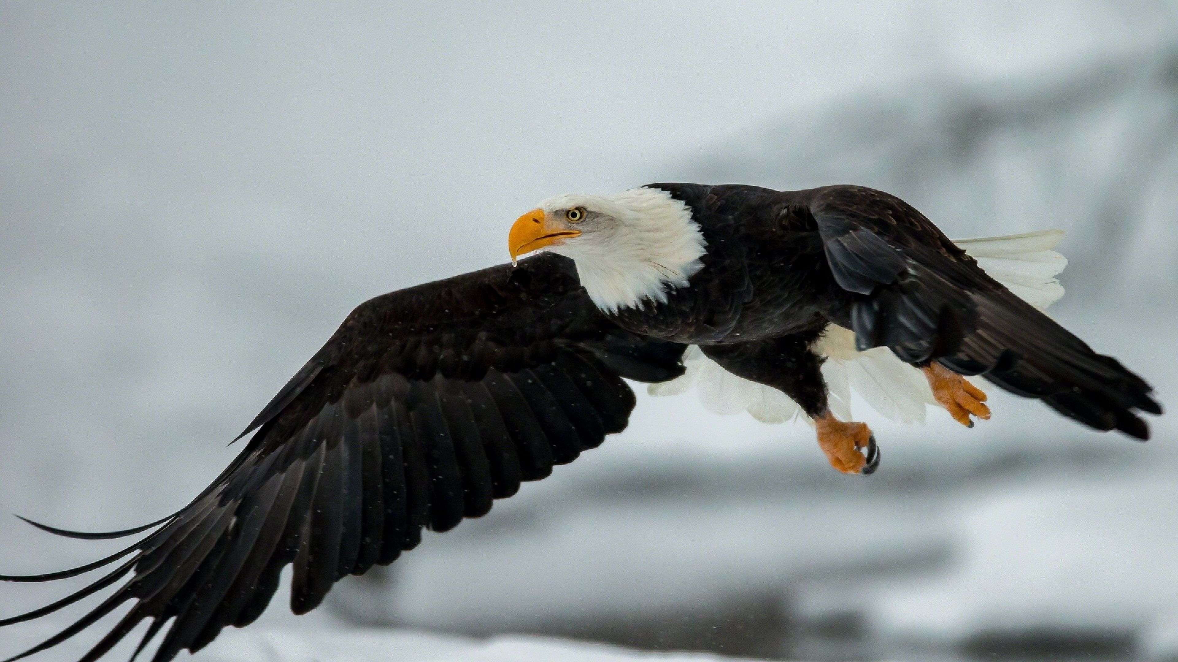Eagle bird. Белоголовый Орлан Кавказ. Орлан Орел Коршун. Белоголовый Орлан в полете. Крылья белоголового орлана.