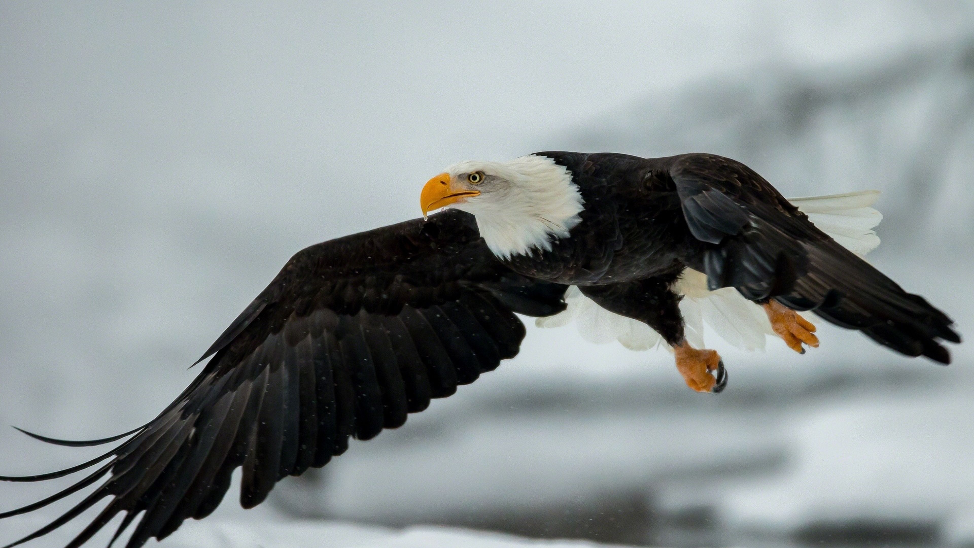 Eagle 4k Wallpapers Wallpaper Cave Eagle 4k Wallpapers Wallpaper Cave