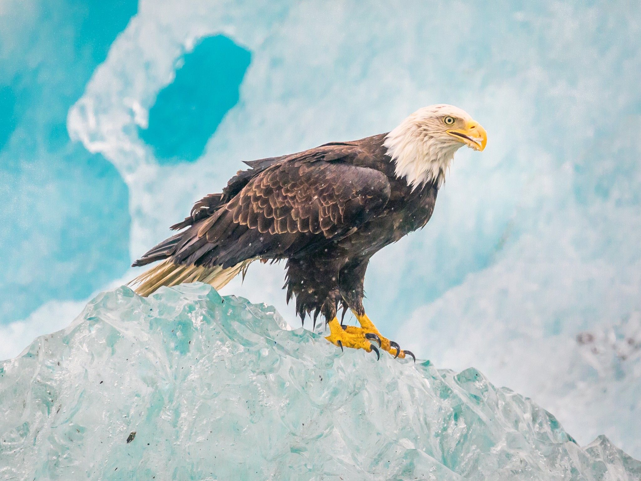 Eagle 4K Wallpaper, Iceberg, Birds of Prey, Raptors, Carnivorous bird, Winter, Closeup, Animals