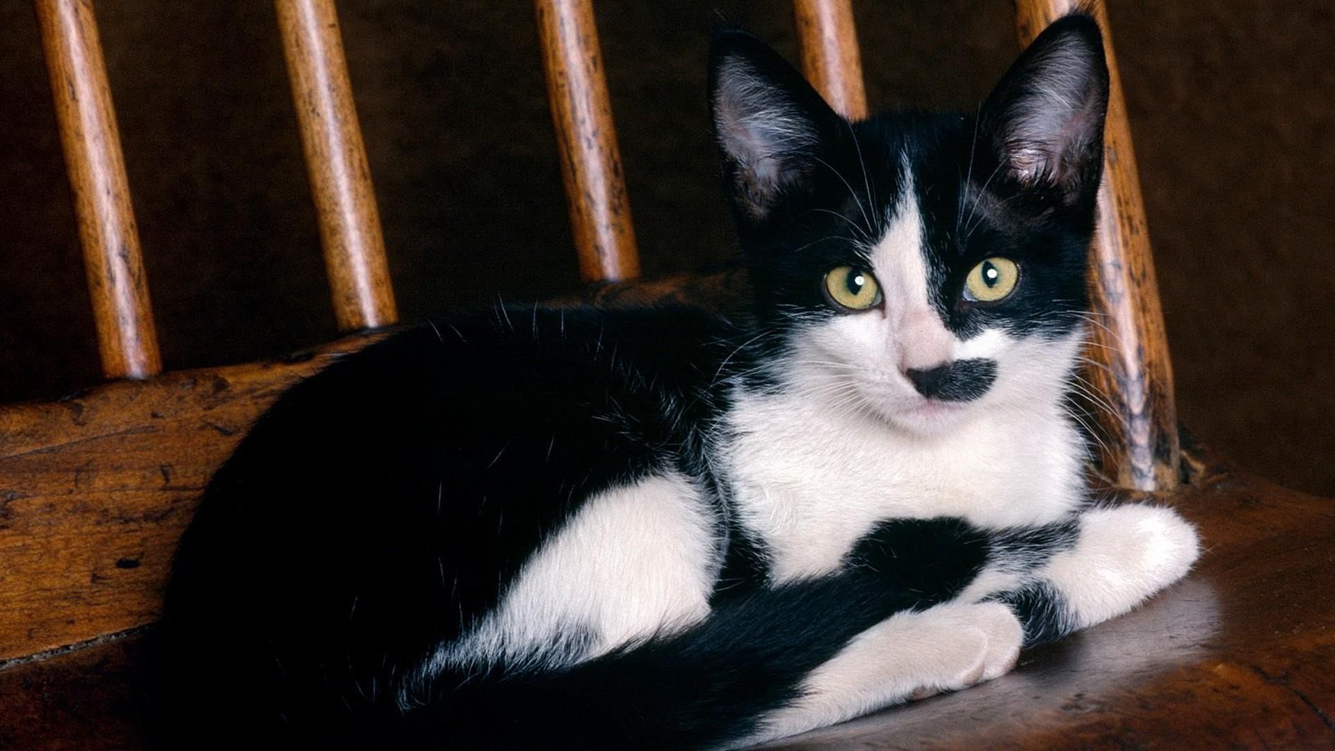 Lovely A Tuxedo Kitten On A Chair Download Pics For iPad Wallpaper. Bicolor cat, Cat wallpaper, White cats