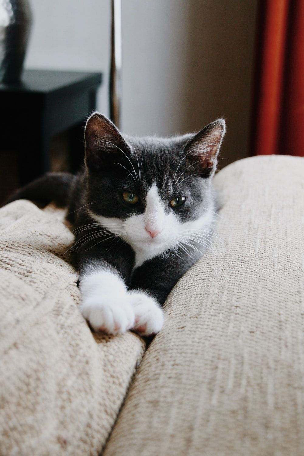 blackadn white Tuxedo kitten photo