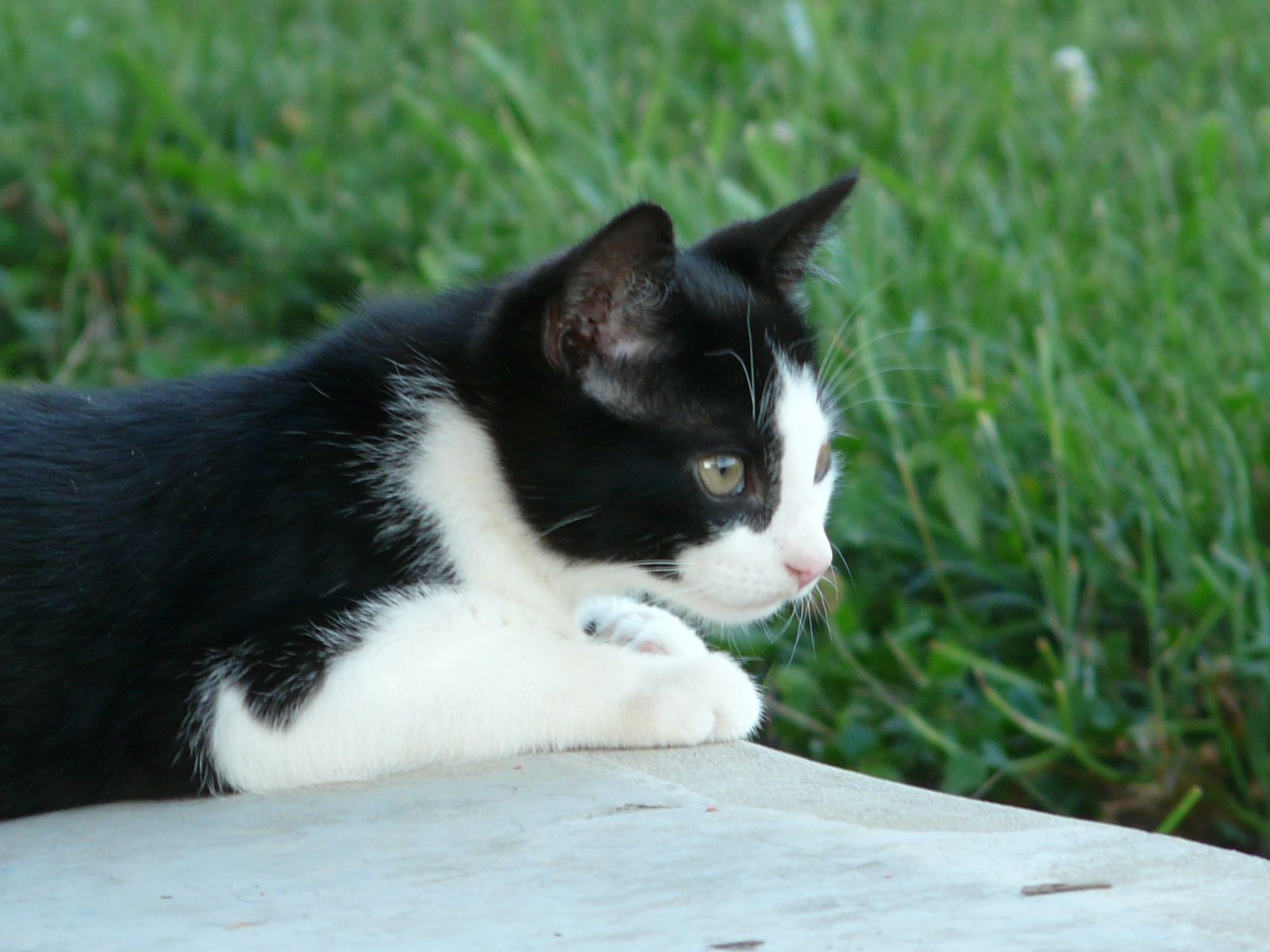 Cute Tuxedo Cat Wallpaper