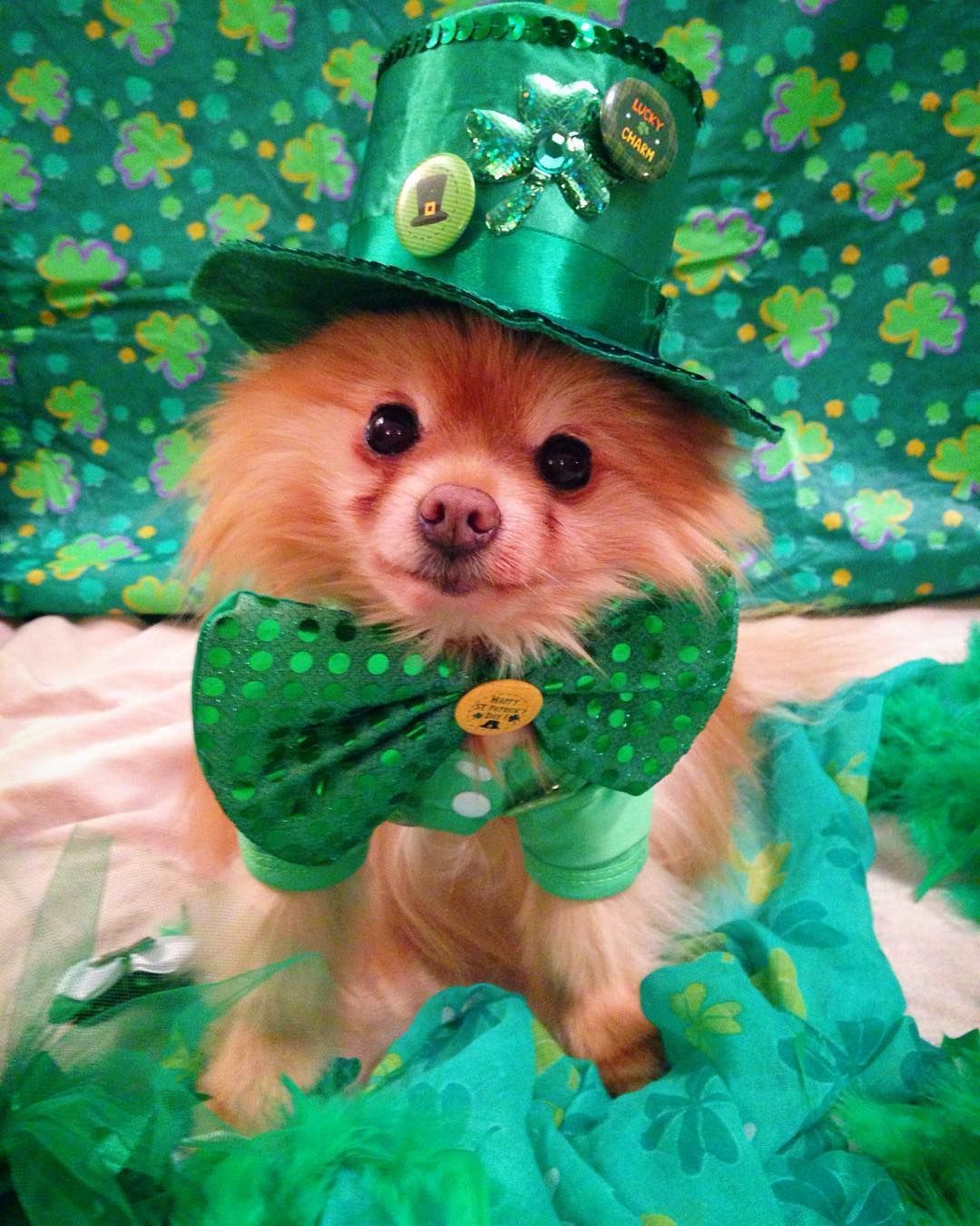 Ty and Mabelle on Instagram: “☘Happy St.Patrick's Day❗️☘ #Pom #pomeranian #yegpets #yegpoms #pomeranianpage #poshpamperedpets #dog_. Dog photo, Dog clothes, Pets