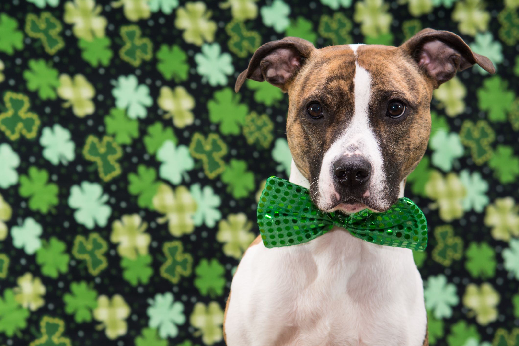 Mint Shamrock Dog Treats For St. Patrick's Day.5 KOIT