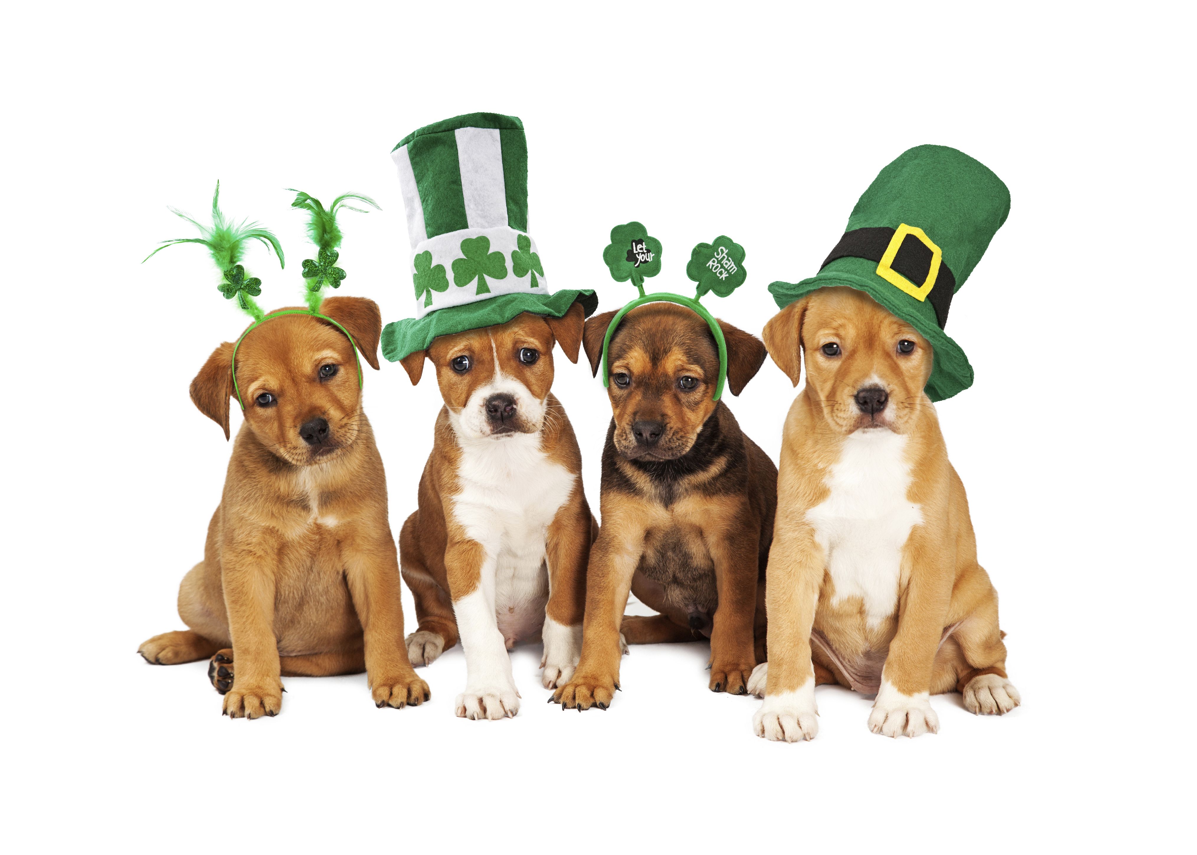 Puppies Saint Patrick's Day Wallpapers Wallpaper Cave