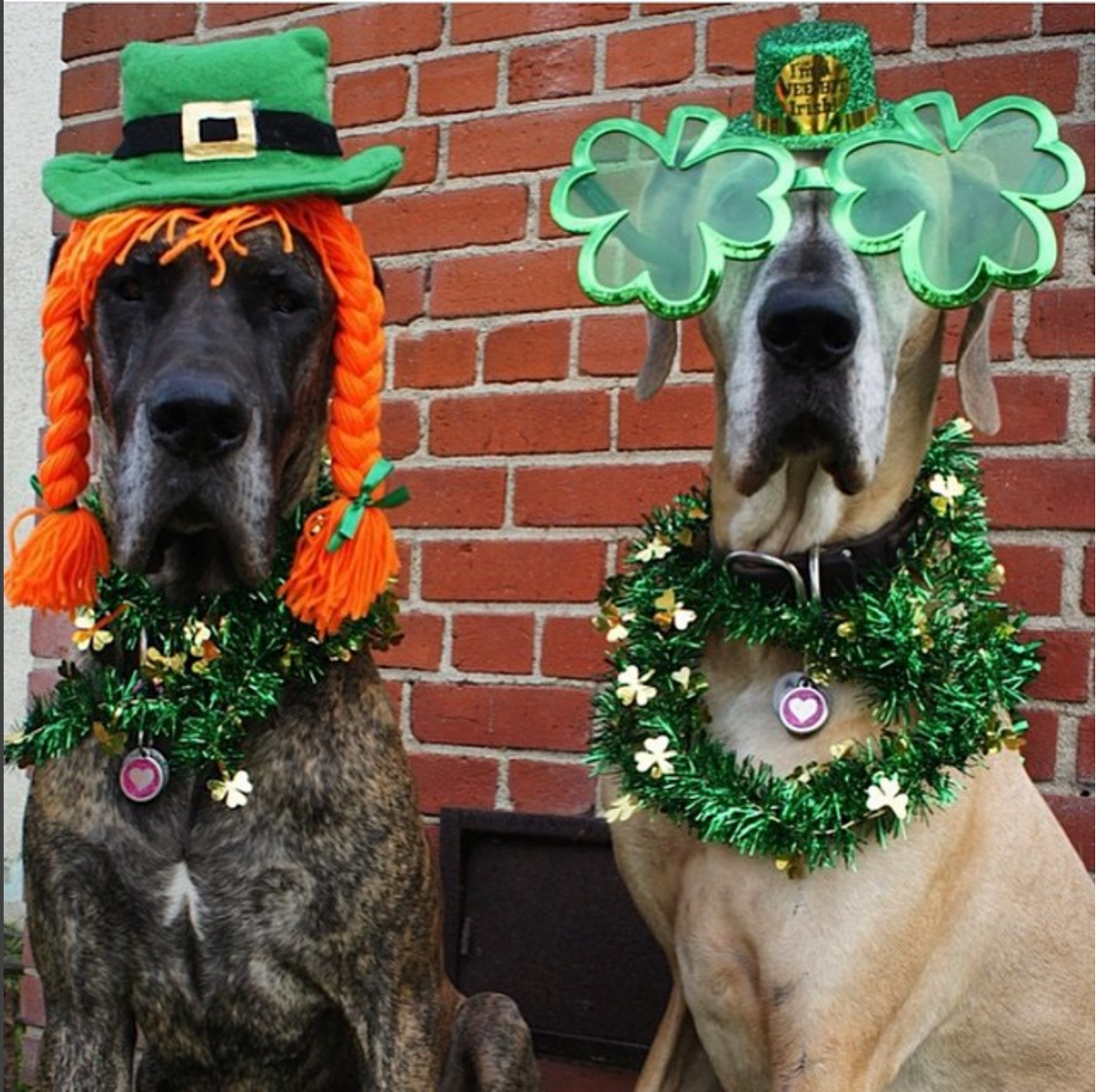 St. Patrick's Day Puppies