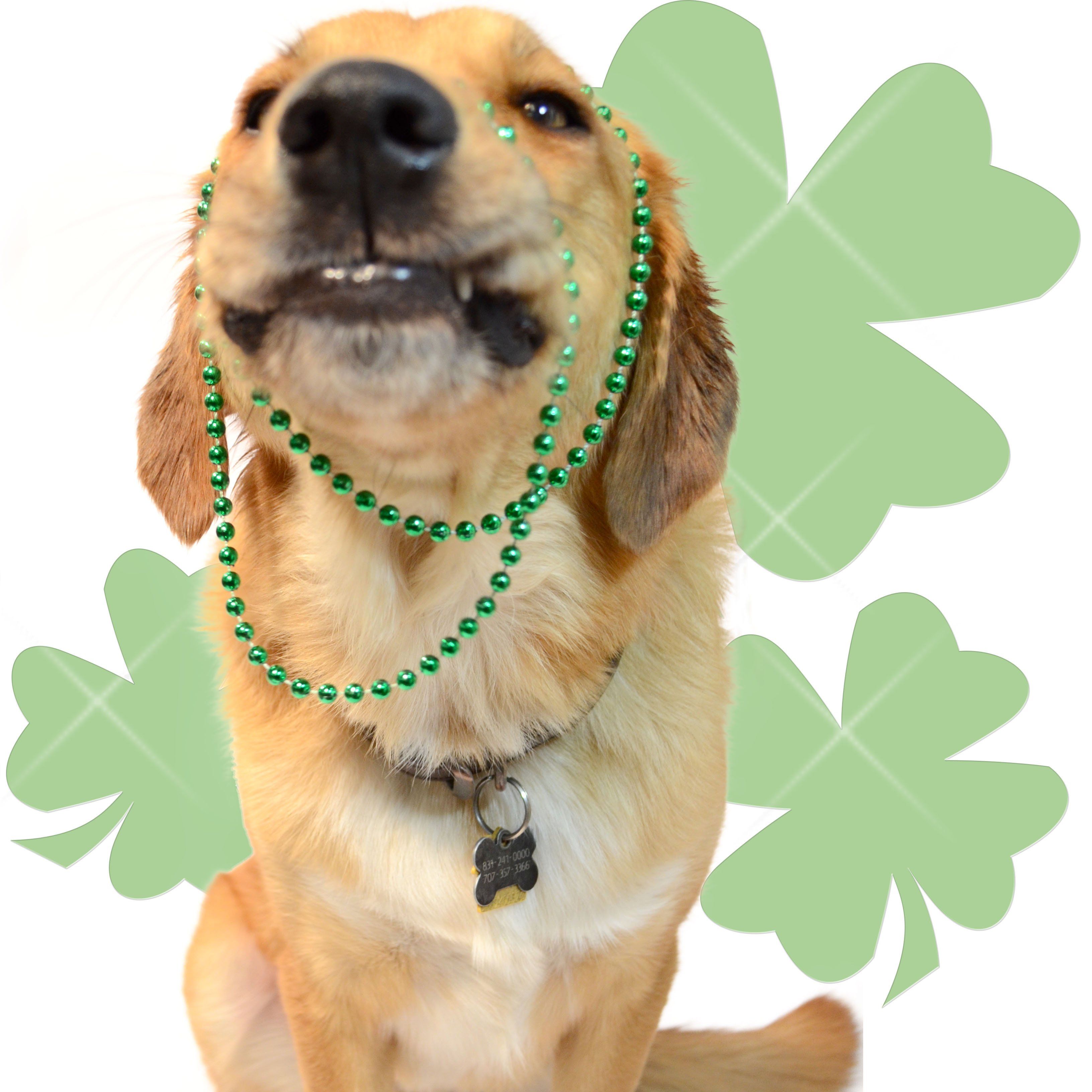 Party with Irish Pups. Happy St. Patrick's Day